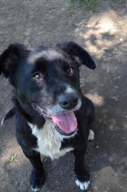 Riley, Adoptable, Senior Female Border Collie & Mixed Breed.