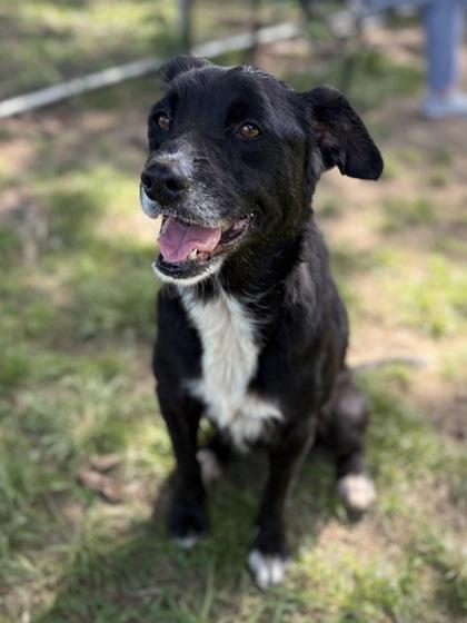Enlarge Riley, a Adoptable mixed breed in Bartlesville, OK image 6/6