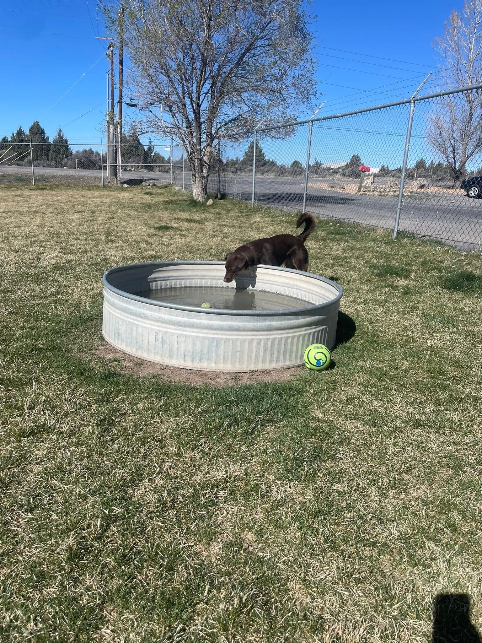 Enlarge Roy, a ADOPTABLE mixed breed in Prineville, OR image 5/6