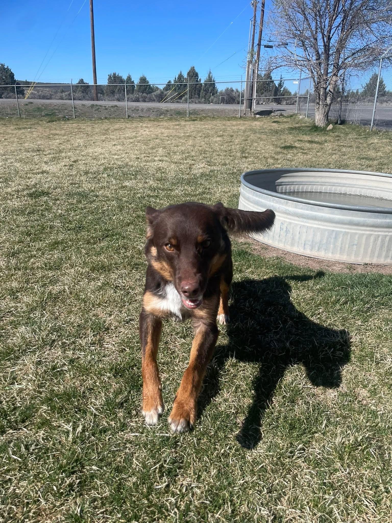 Enlarge Roy, a ADOPTABLE mixed breed in Prineville, OR image 4/6
