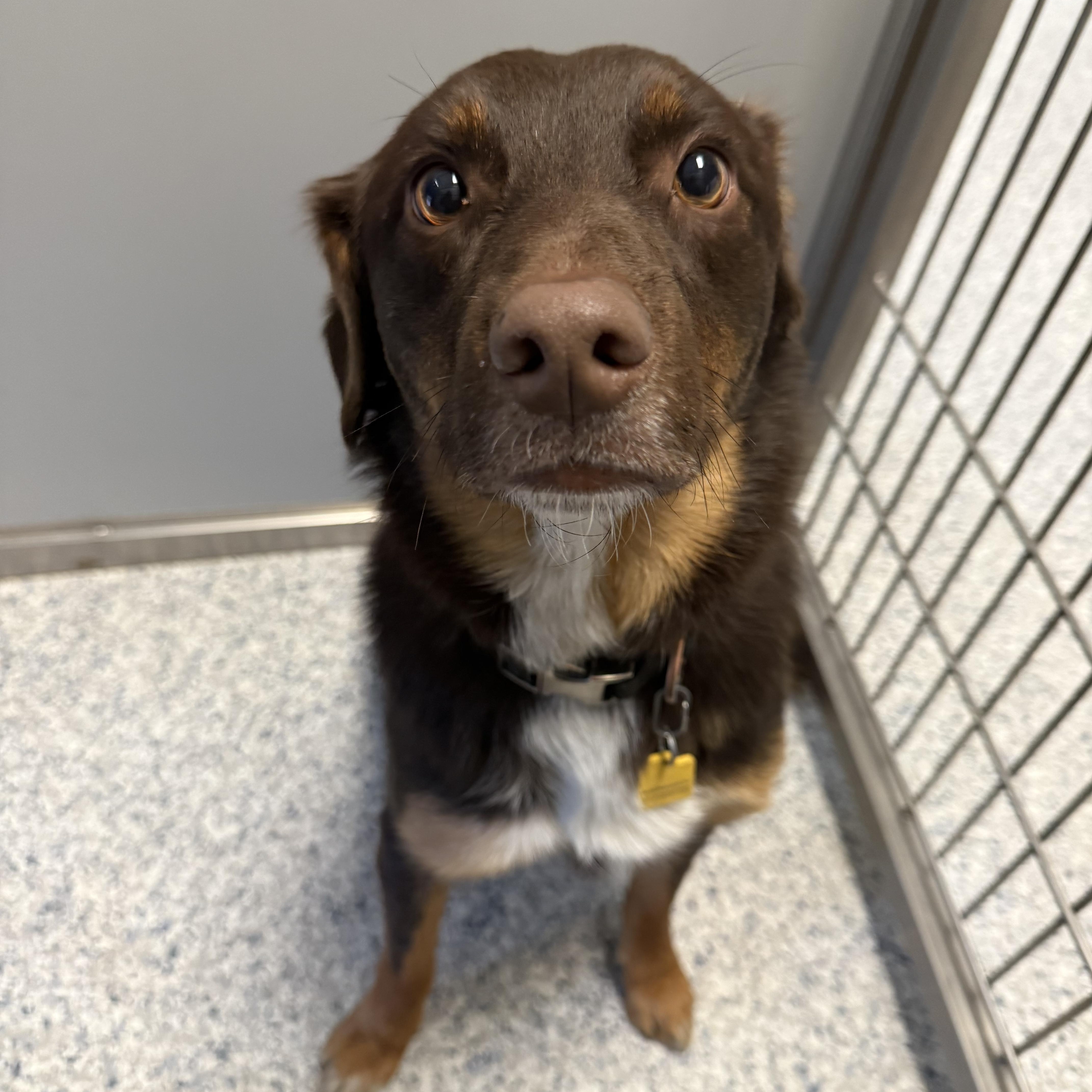 Enlarge Roy, a ADOPTABLE mixed breed in Prineville, OR image 3/6