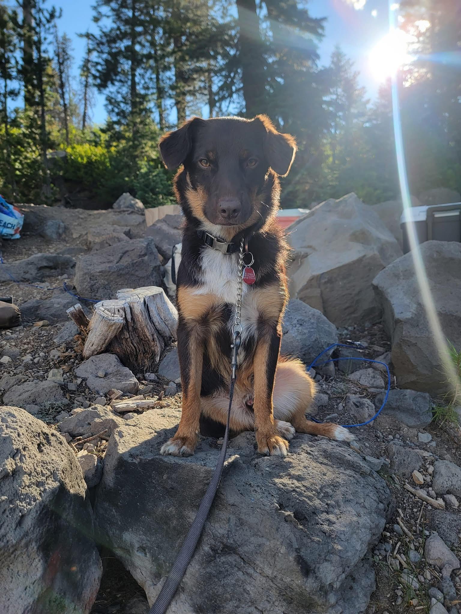 Roy, ADOPTABLE, Adult Male Australian Shepherd & Corgi.