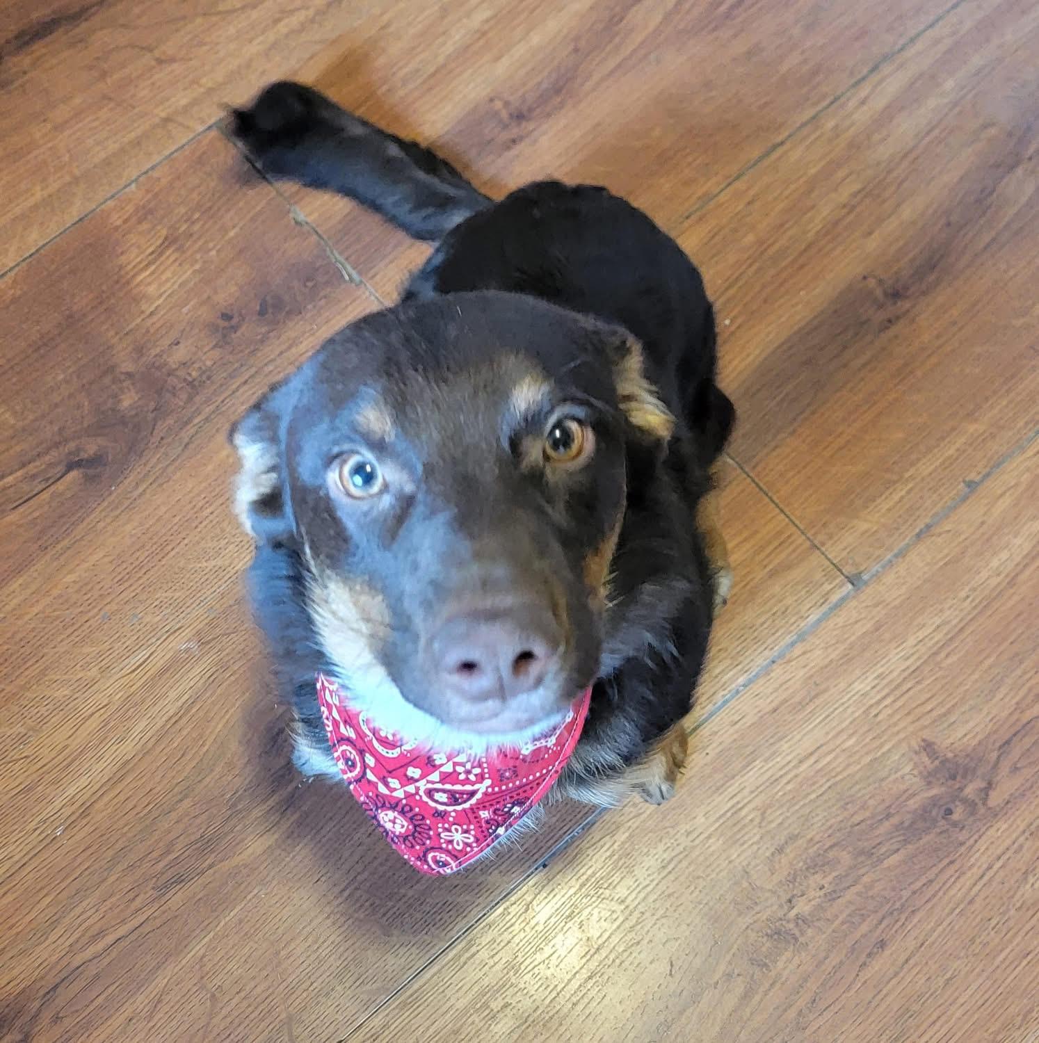 Enlarge Roy, a ADOPTABLE mixed breed in Prineville, OR image 2/6