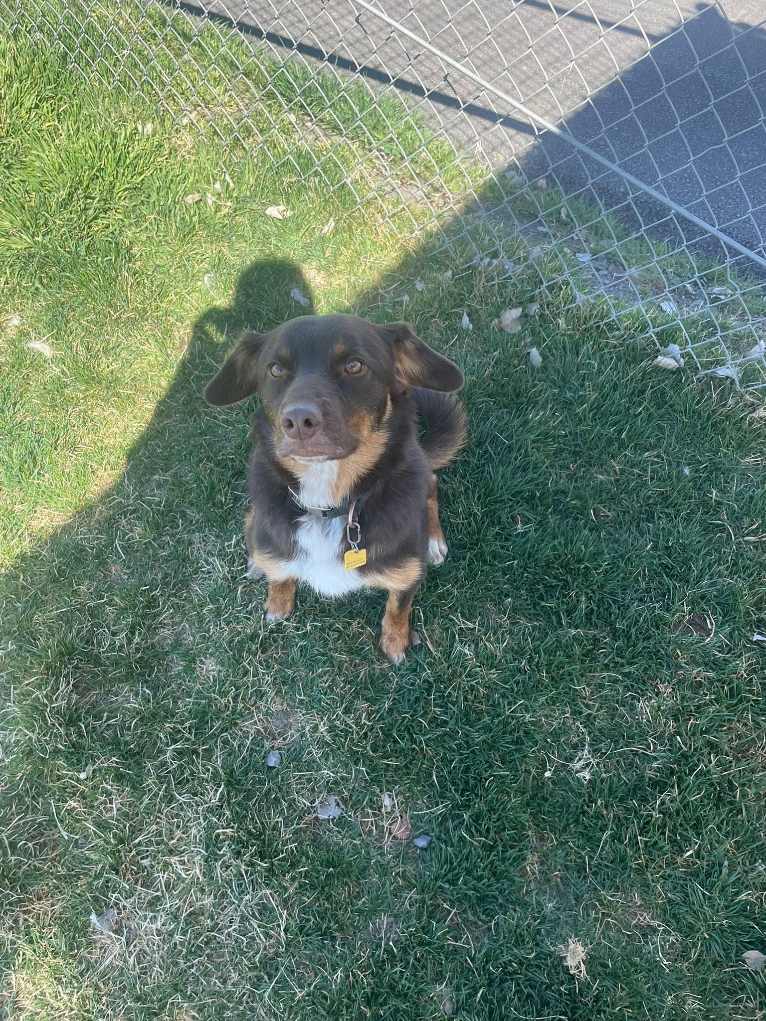 Enlarge Roy, a ADOPTABLE mixed breed in Prineville, OR image 6/6