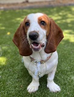 Enlarge Tootsie, a Adopted Basset Hound in Nashville, TN image 1/2