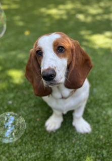 Enlarge Tootsie, a Adopted Basset Hound in Nashville, TN image 2/2