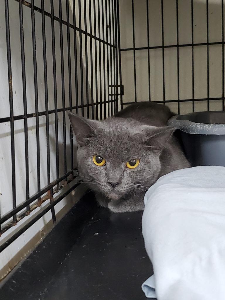 Enlarge Athena, a Adoptable Domestic Short Hair in Philippi, WV image 1/1