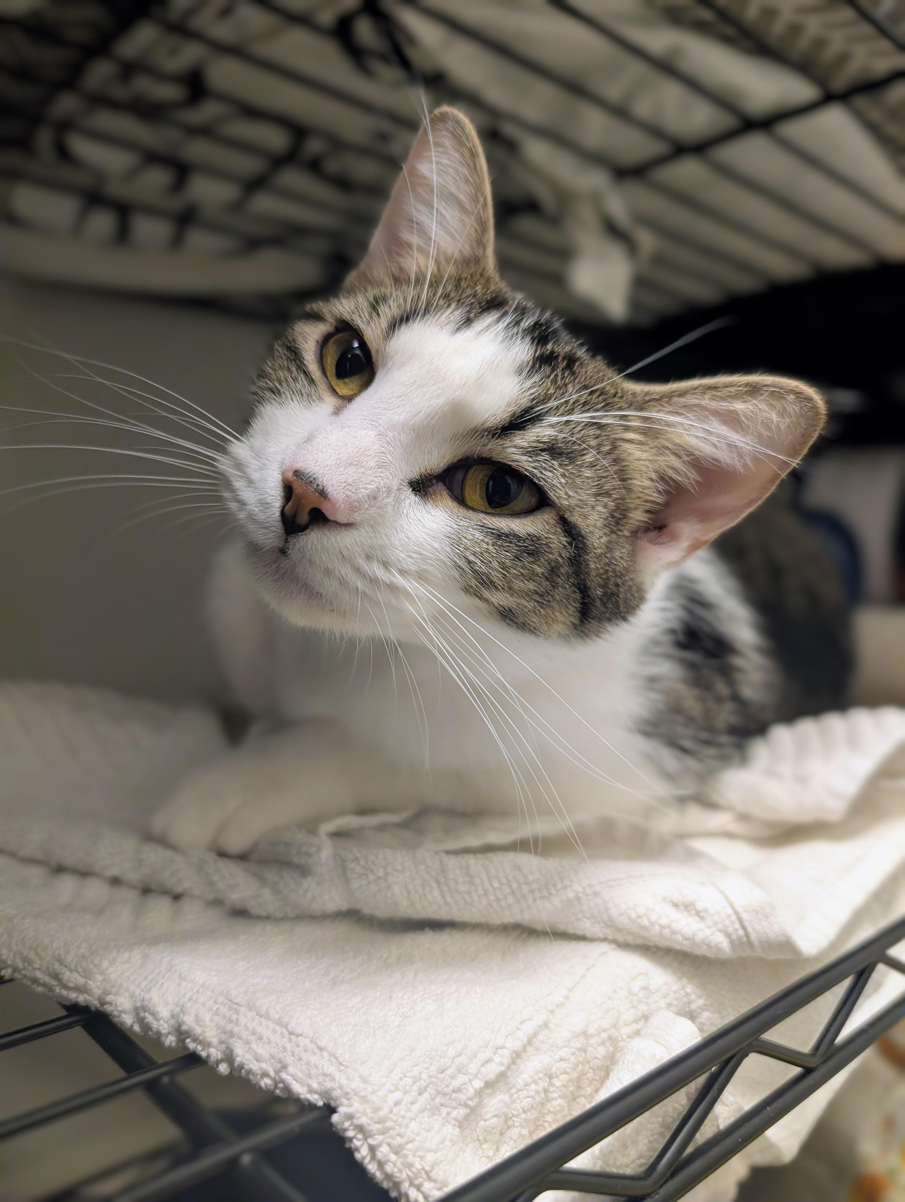 Kobalt, adopted, Young Female Domestic Short Hair.