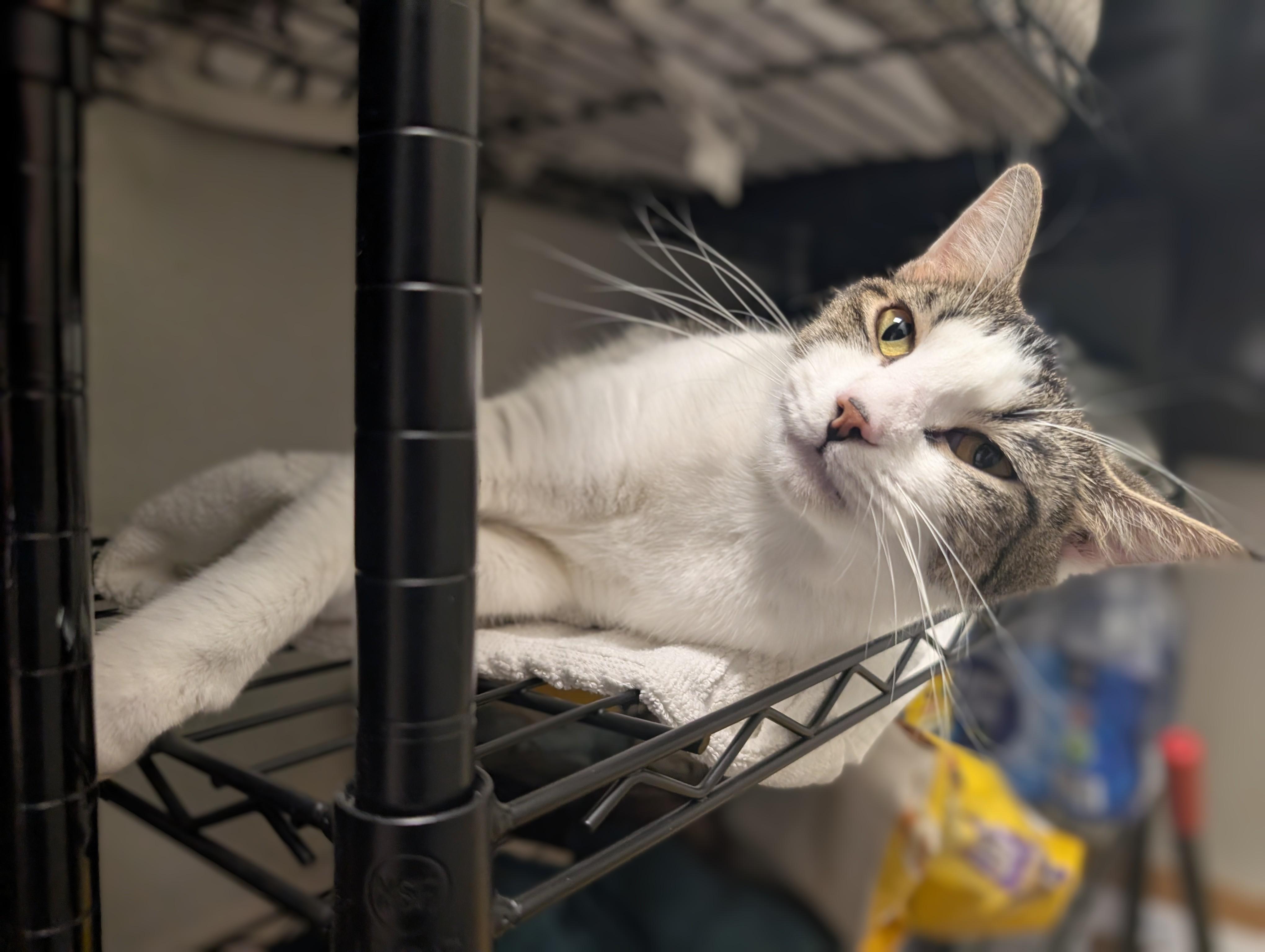 Enlarge Kobalt, an adopted Domestic Short Hair in Palm Harbor, FL image 2/2