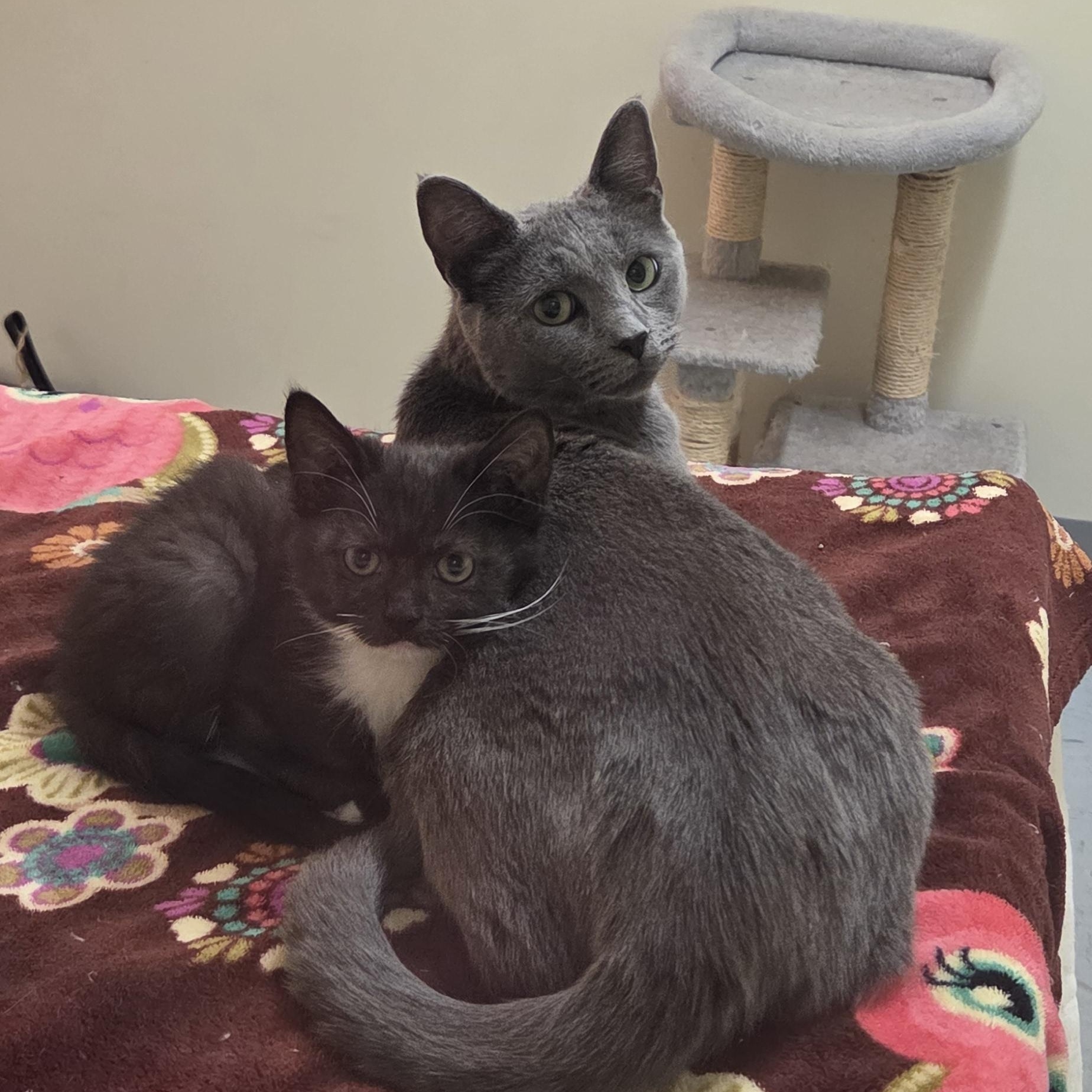 Pesto, a Adoptable Domestic Medium Hair in Louisville, OH image 6/6