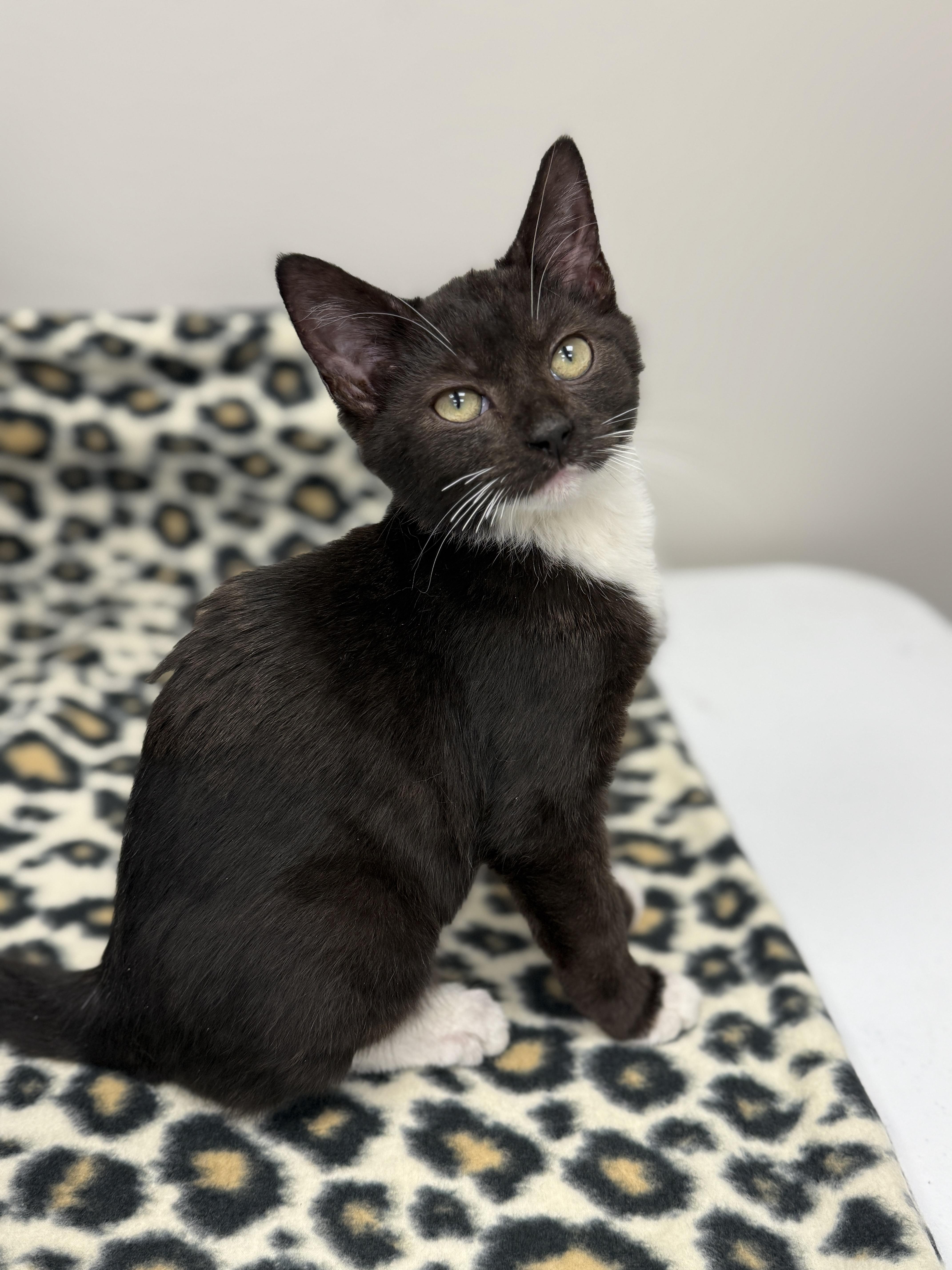 Pesto, a Adoptable Domestic Medium Hair in Louisville, OH image 3/6
