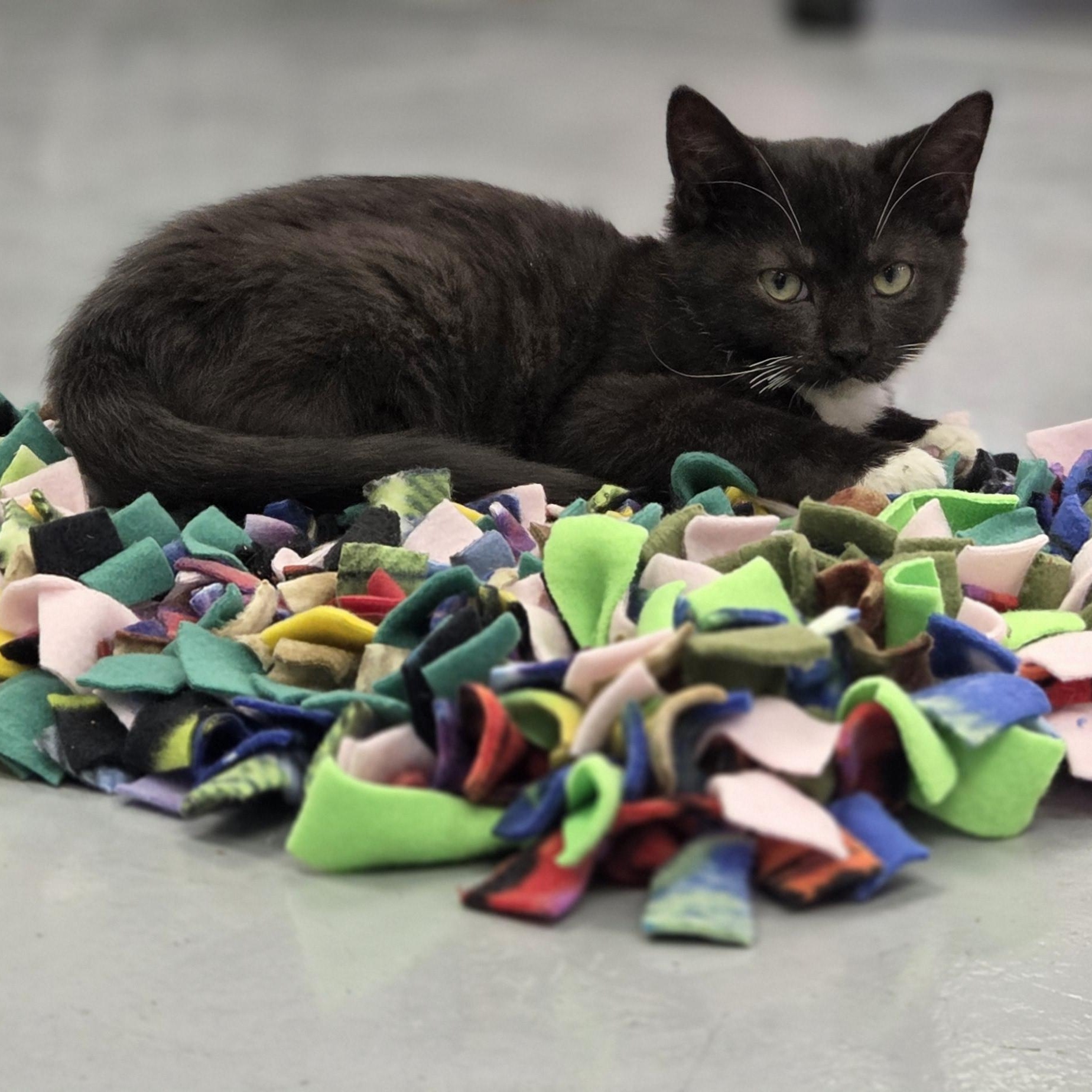 Pesto, a Adoptable Domestic Medium Hair in Louisville, OH image 5/6