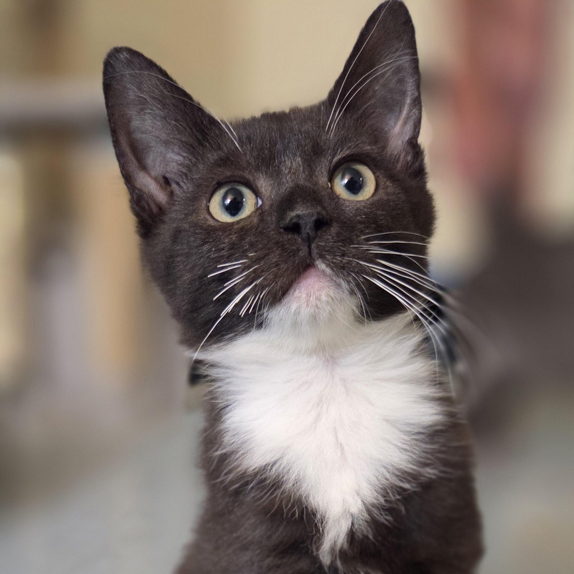 Pesto, a Adoptable Domestic Medium Hair in Louisville, OH image 4/6