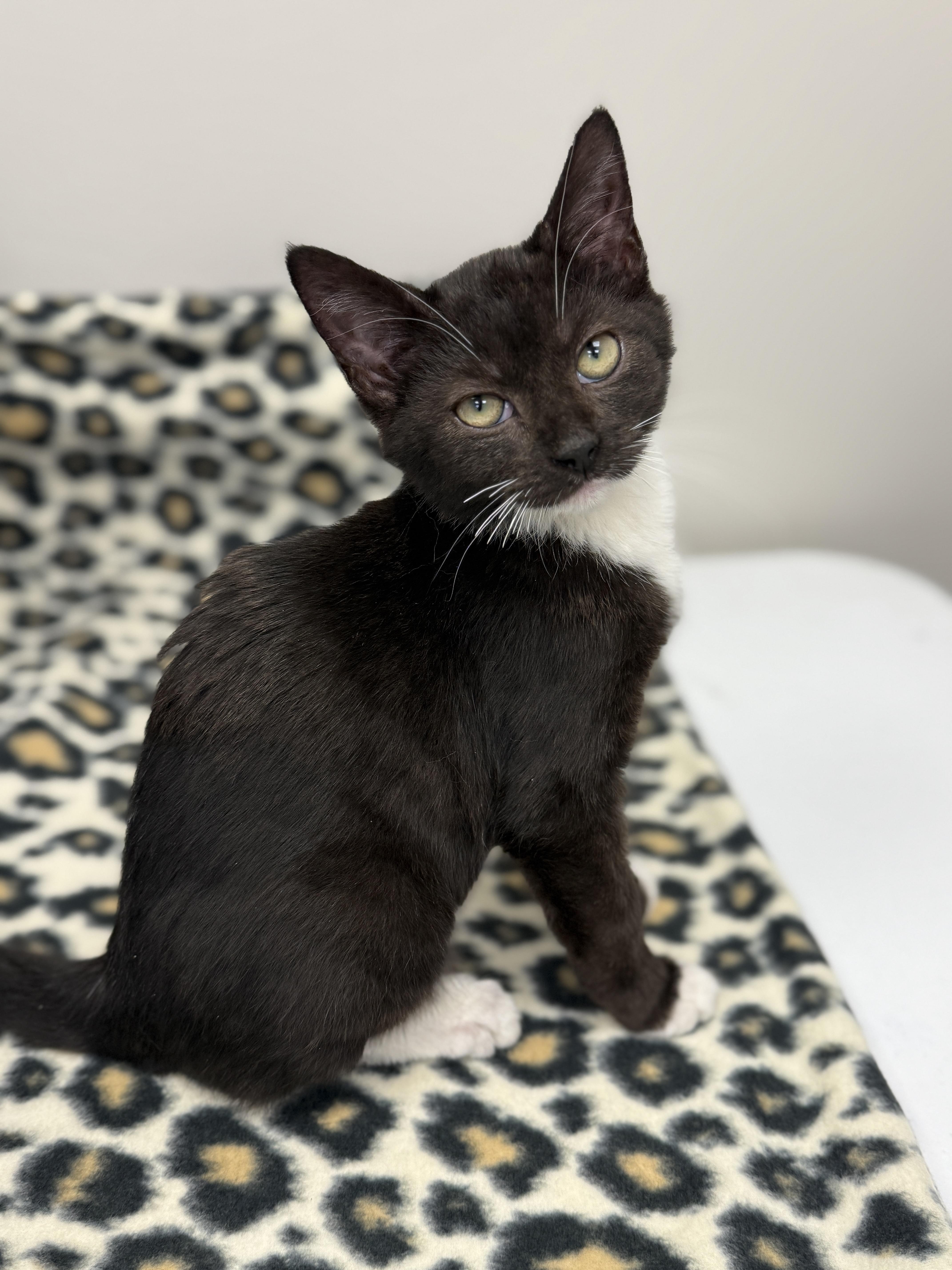 Pesto, a Adoptable Domestic Medium Hair in Louisville, OH image 2/6