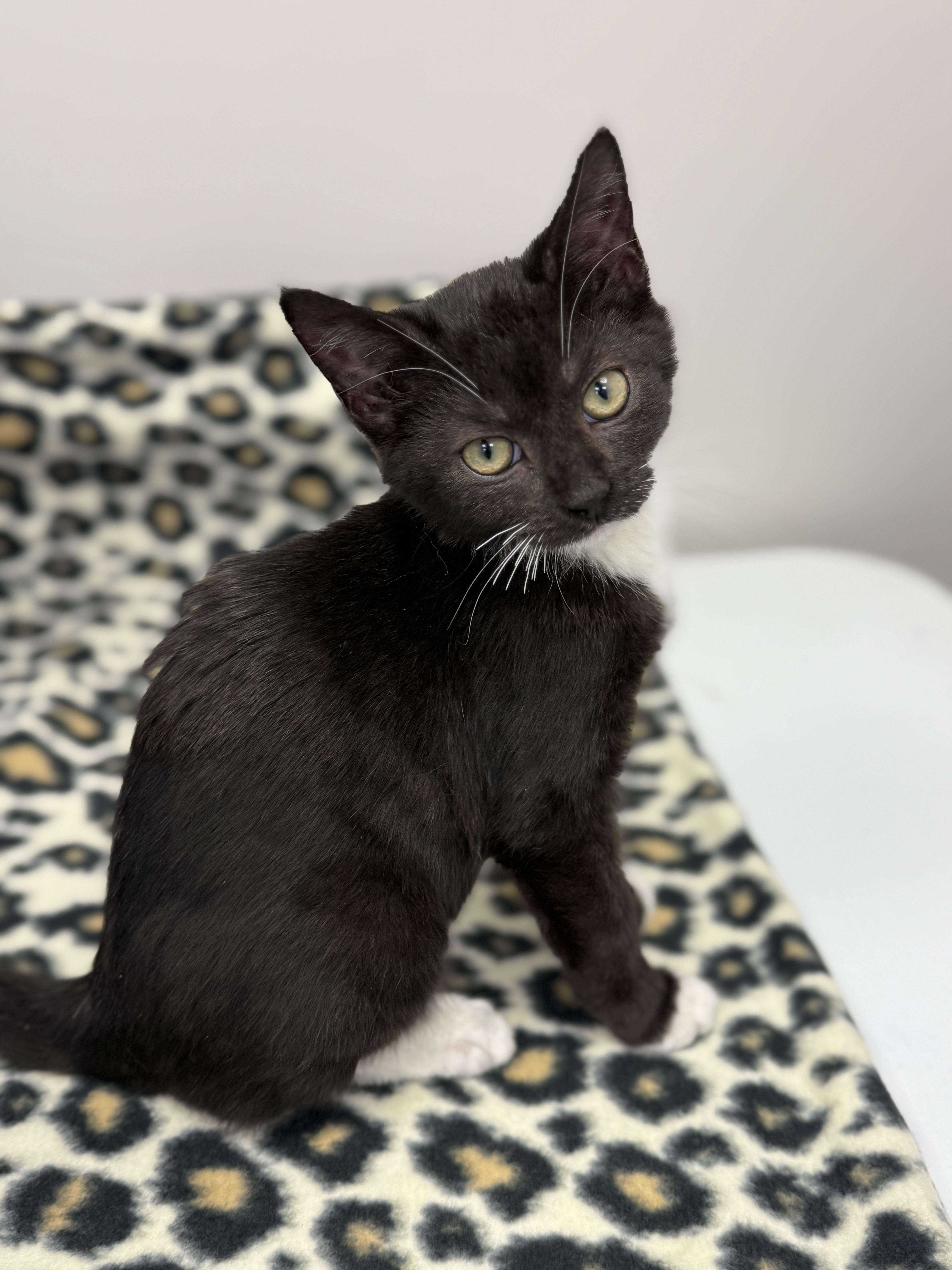 Pesto, Adoptable, Kitten Male Domestic Medium Hair.