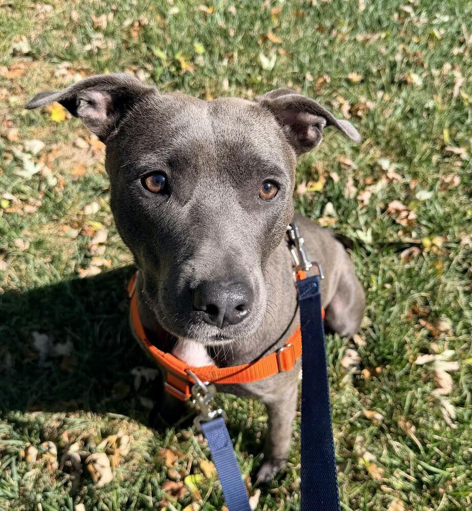 Sapphire, Adoptable, Young Female Pit Bull Terrier.