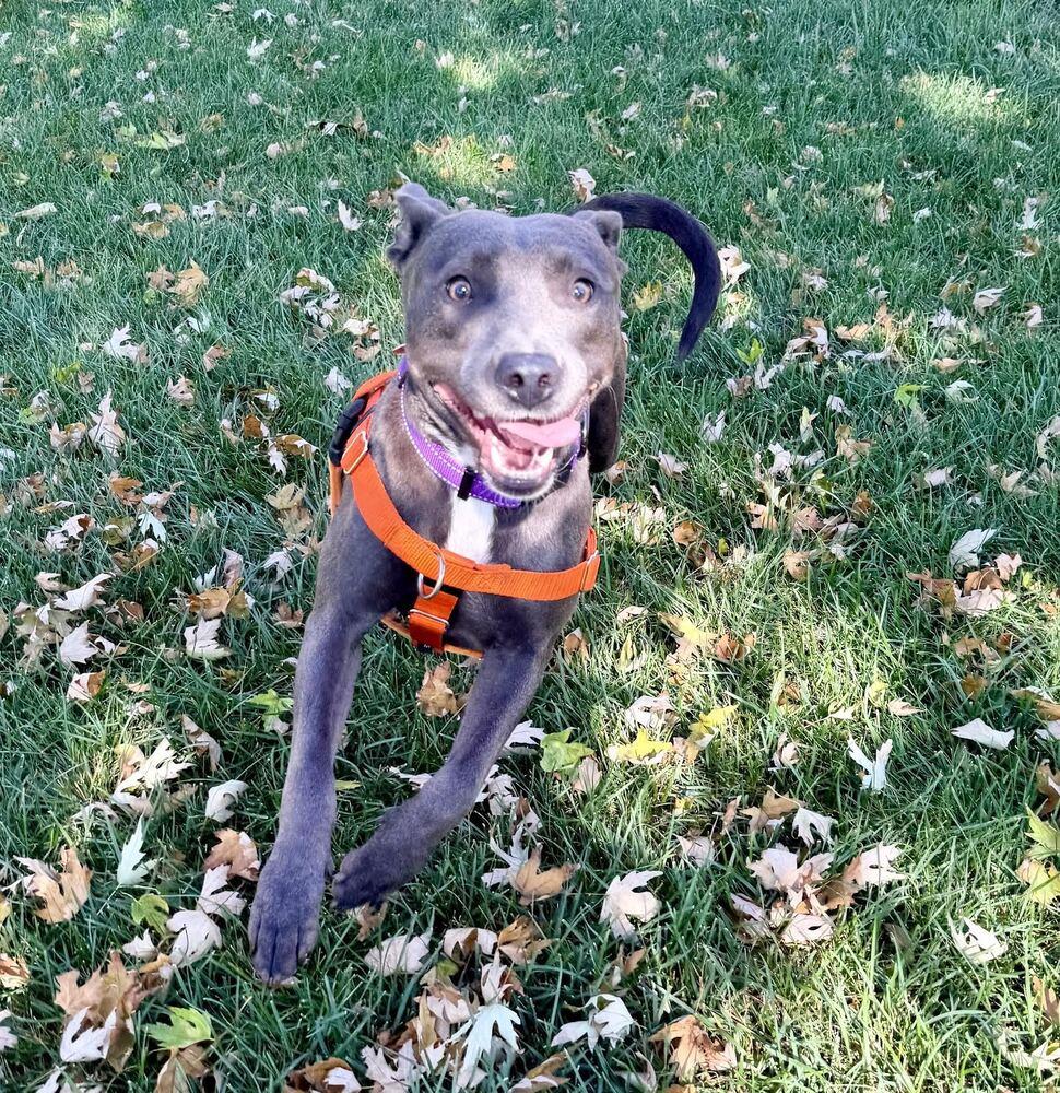 Enlarge Sapphire, a Adoptable mixed breed in Denver, CO image 2/6