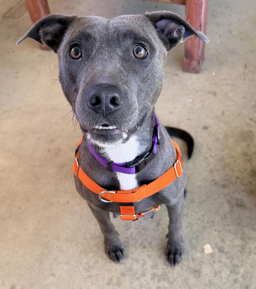 Enlarge Sapphire, a Adoptable mixed breed in Denver, CO image 3/6