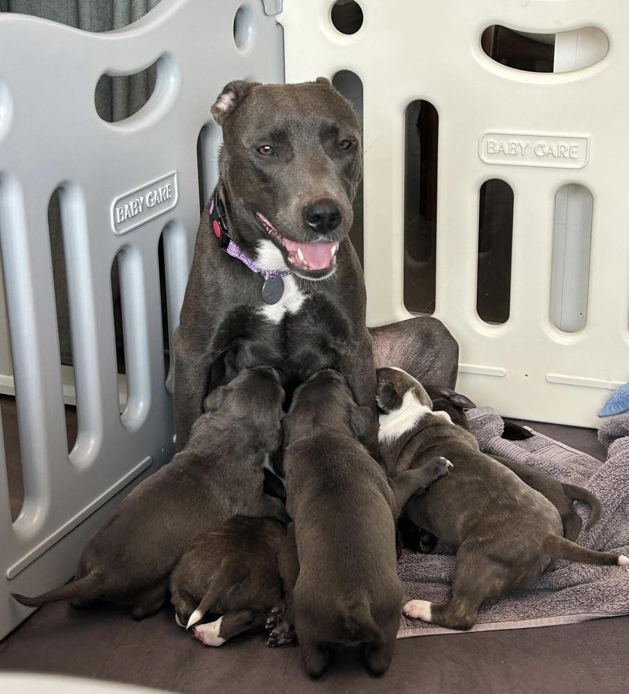 Enlarge Sapphire, a Adoptable mixed breed in Denver, CO image 1/6