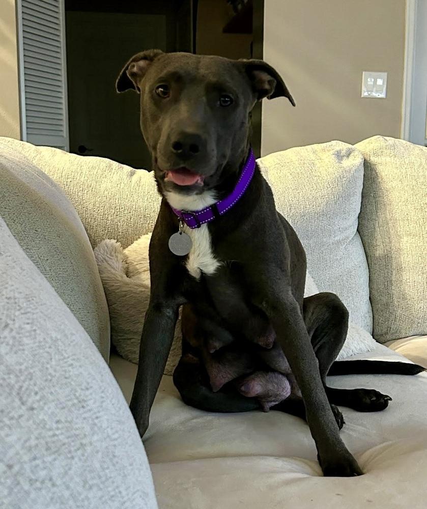 Enlarge Sapphire, a Adoptable mixed breed in Denver, CO image 2/6