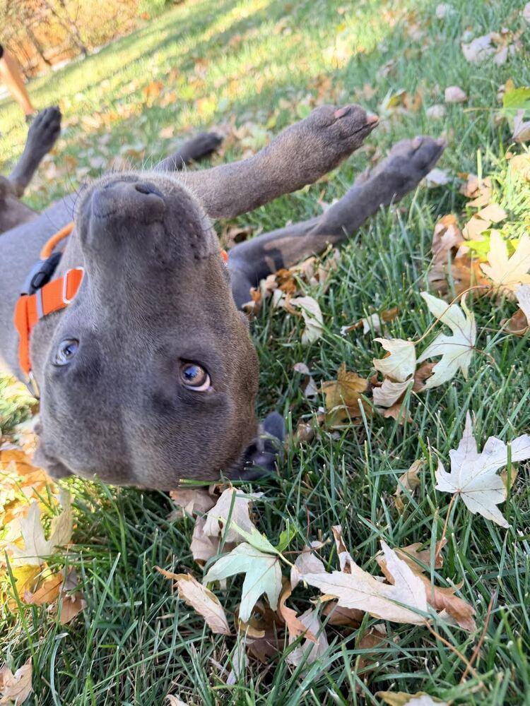 Enlarge Sapphire, a Adoptable mixed breed in Denver, CO image 5/6