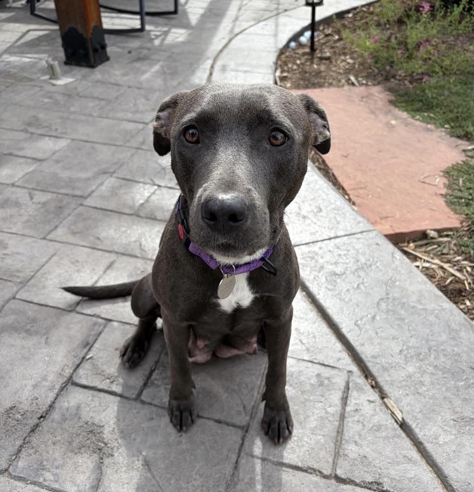 Enlarge Sapphire, a Adoptable mixed breed in Denver, CO image 4/6