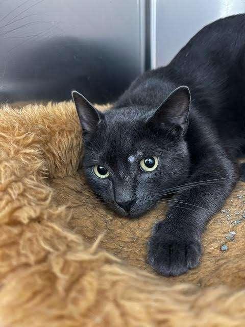 Enlarge TEMPLE, a Adoptable Domestic Short Hair in Ironwood, MI image 1/1