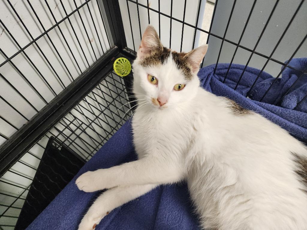 Lemonjello, Adoptable, Young Female Domestic Short Hair.