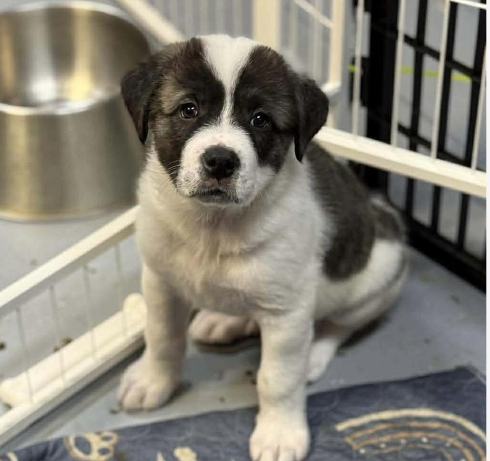 Chocolate chip , ADOPTABLE, Puppy Male Great Pyrenees & Mixed Breed.