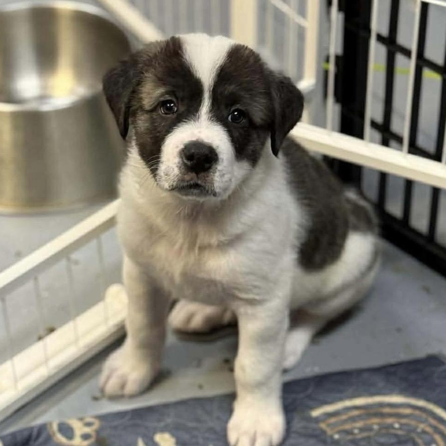 Chocolate chip , a ADOPTABLE mixed breed in Kannapolis, NC image 1/5