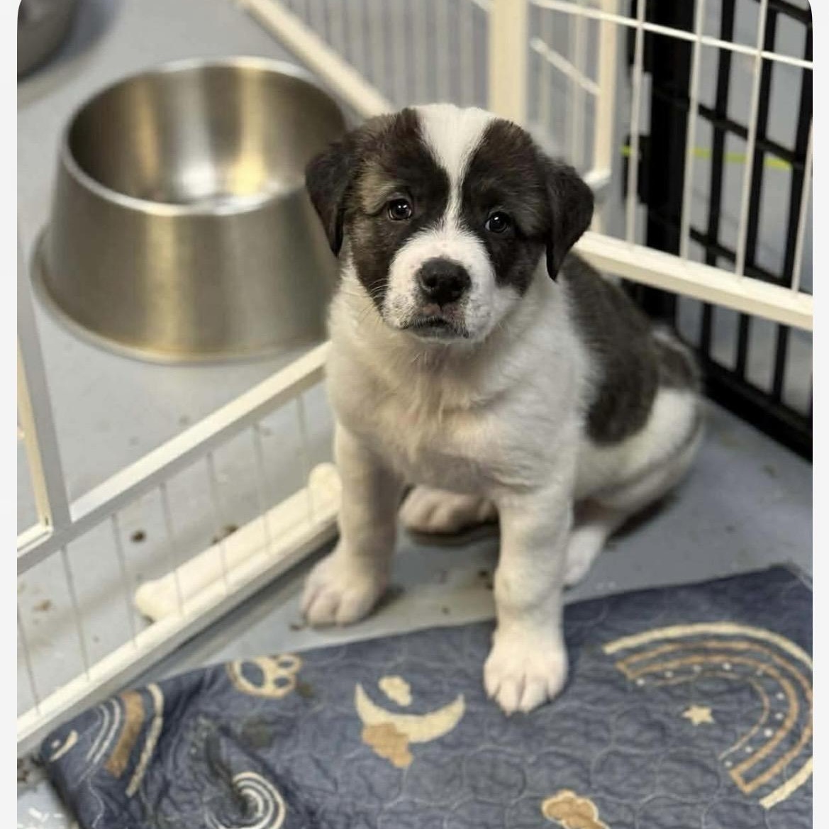 Chocolate chip , a ADOPTABLE mixed breed in Kannapolis, NC image 2/5