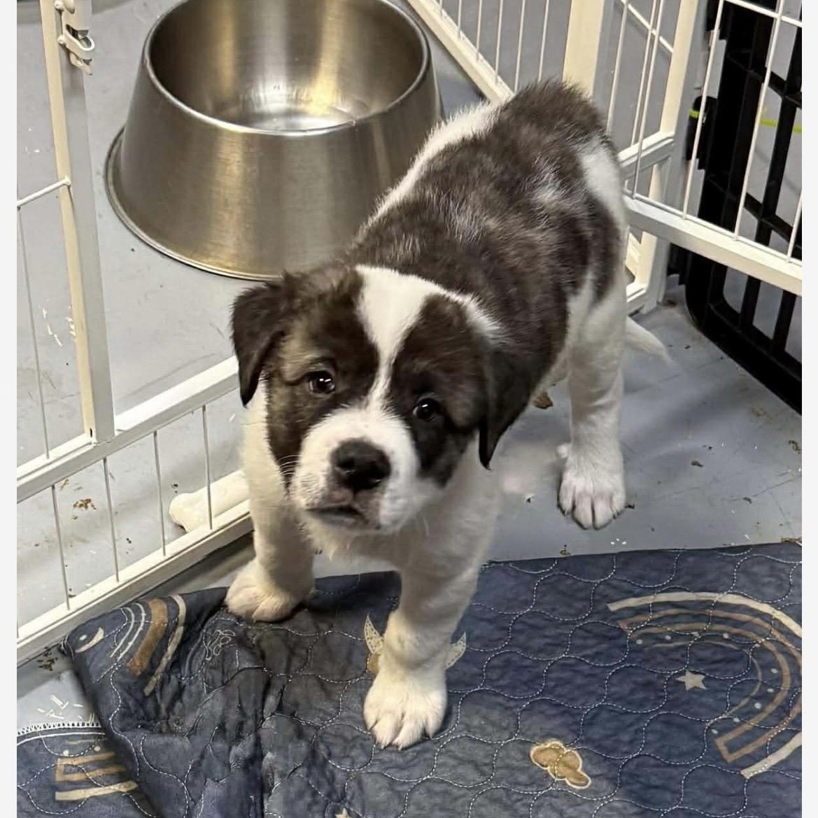 Chocolate chip , a ADOPTABLE mixed breed in Kannapolis, NC image 3/5
