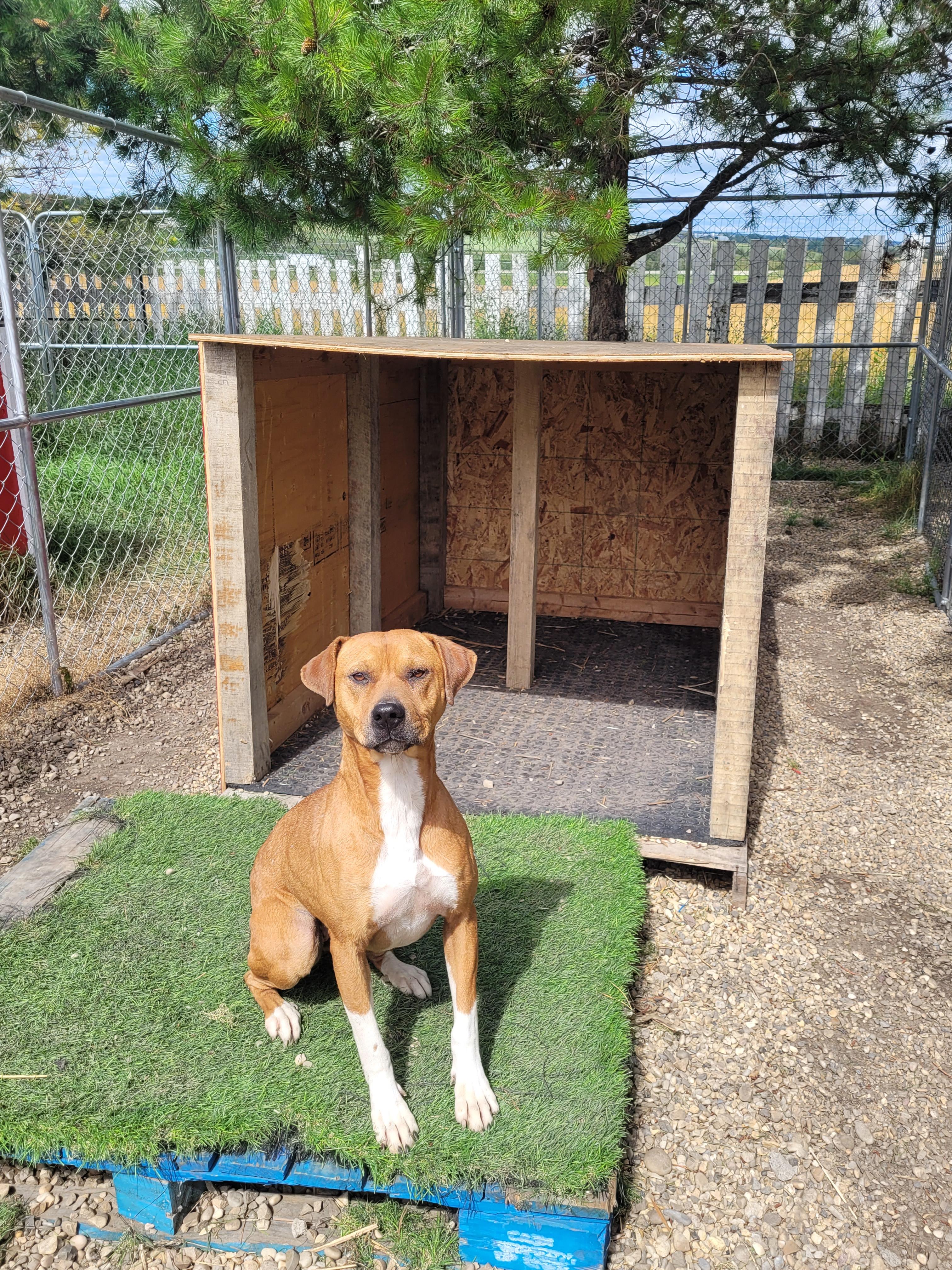 Nala, an adoptable Boxer in Lacombe, AB, T4L 1X3 | Photo Image 5