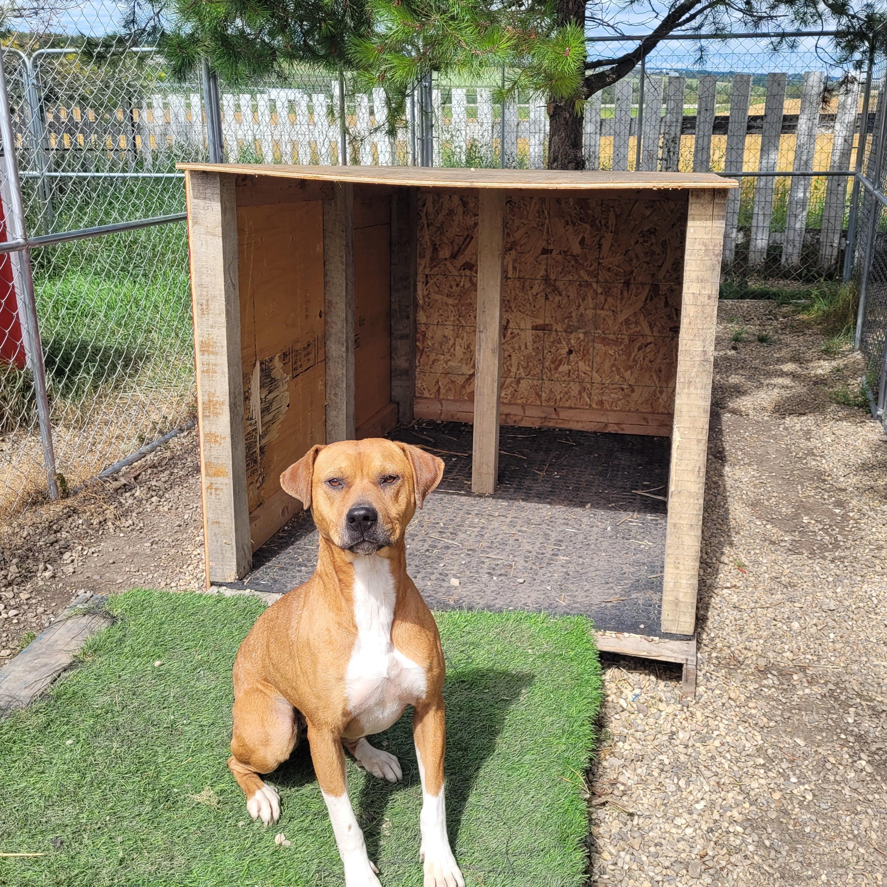 Enlarge Nala, a Adoptable mixed breed in Lacombe, AB image 2/5