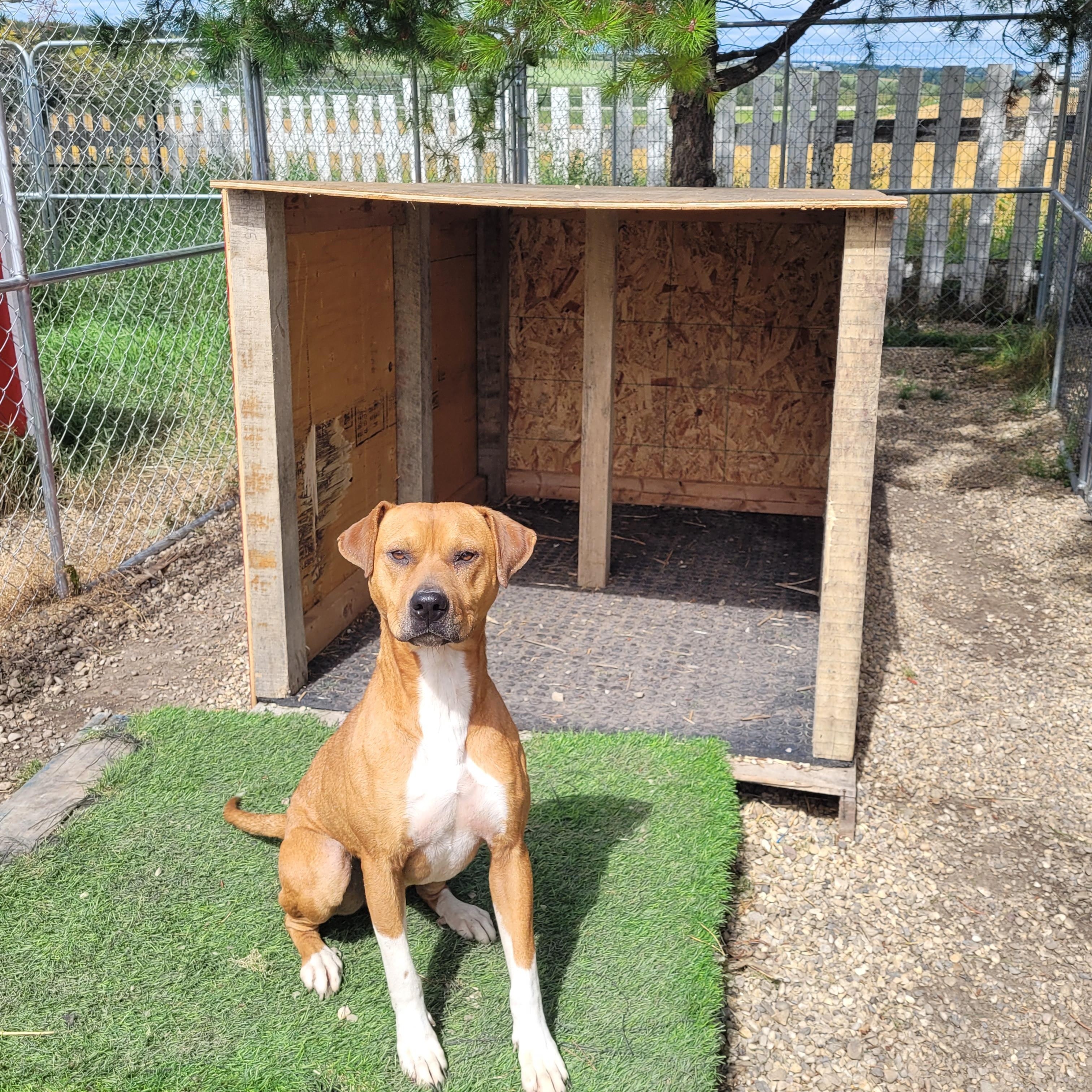 Enlarge Nala, a Adoptable mixed breed in Lacombe, AB image 1/5