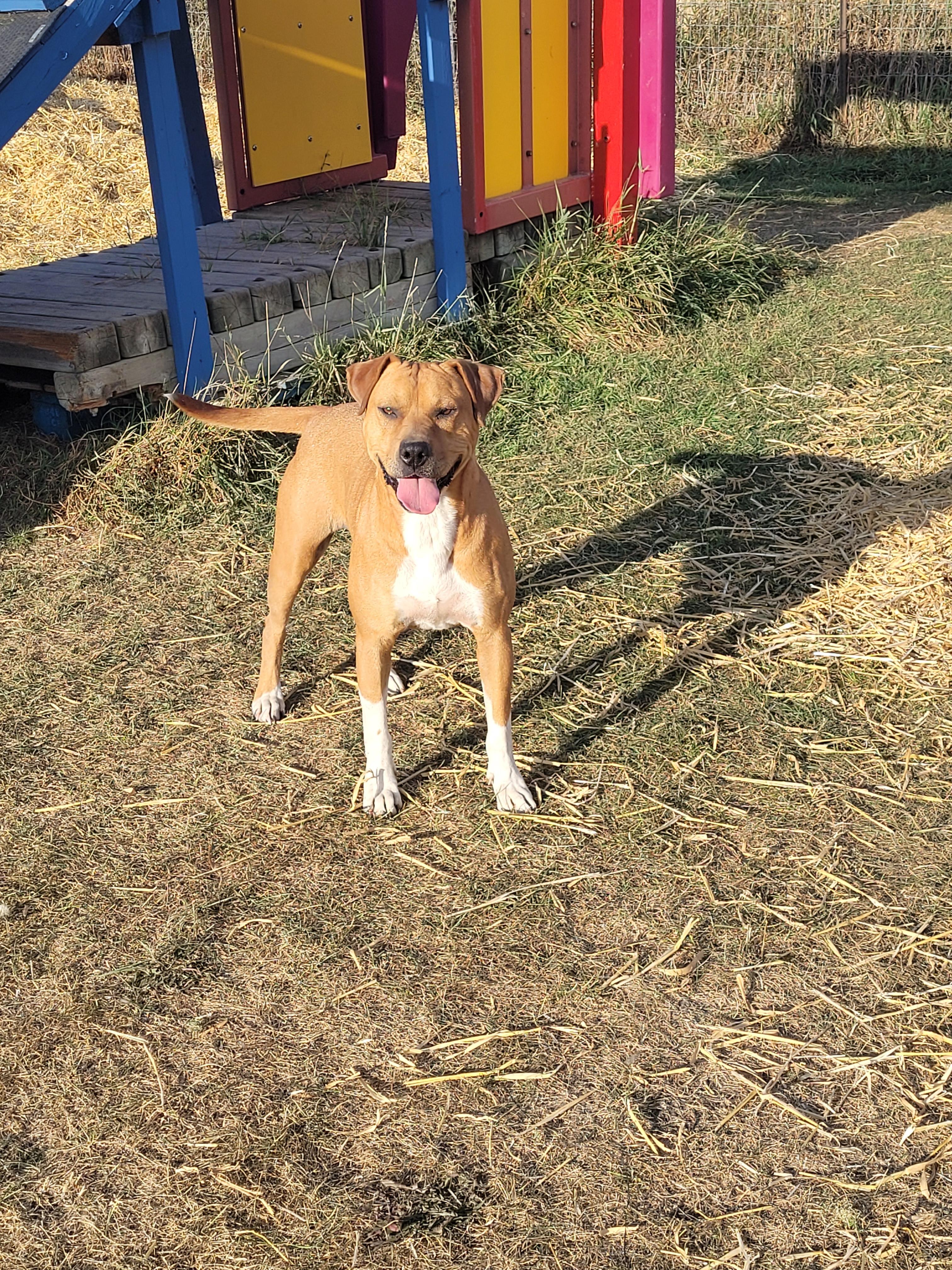 Nala, an adoptable Boxer in Lacombe, AB, T4L 1X3 | Photo Image 5