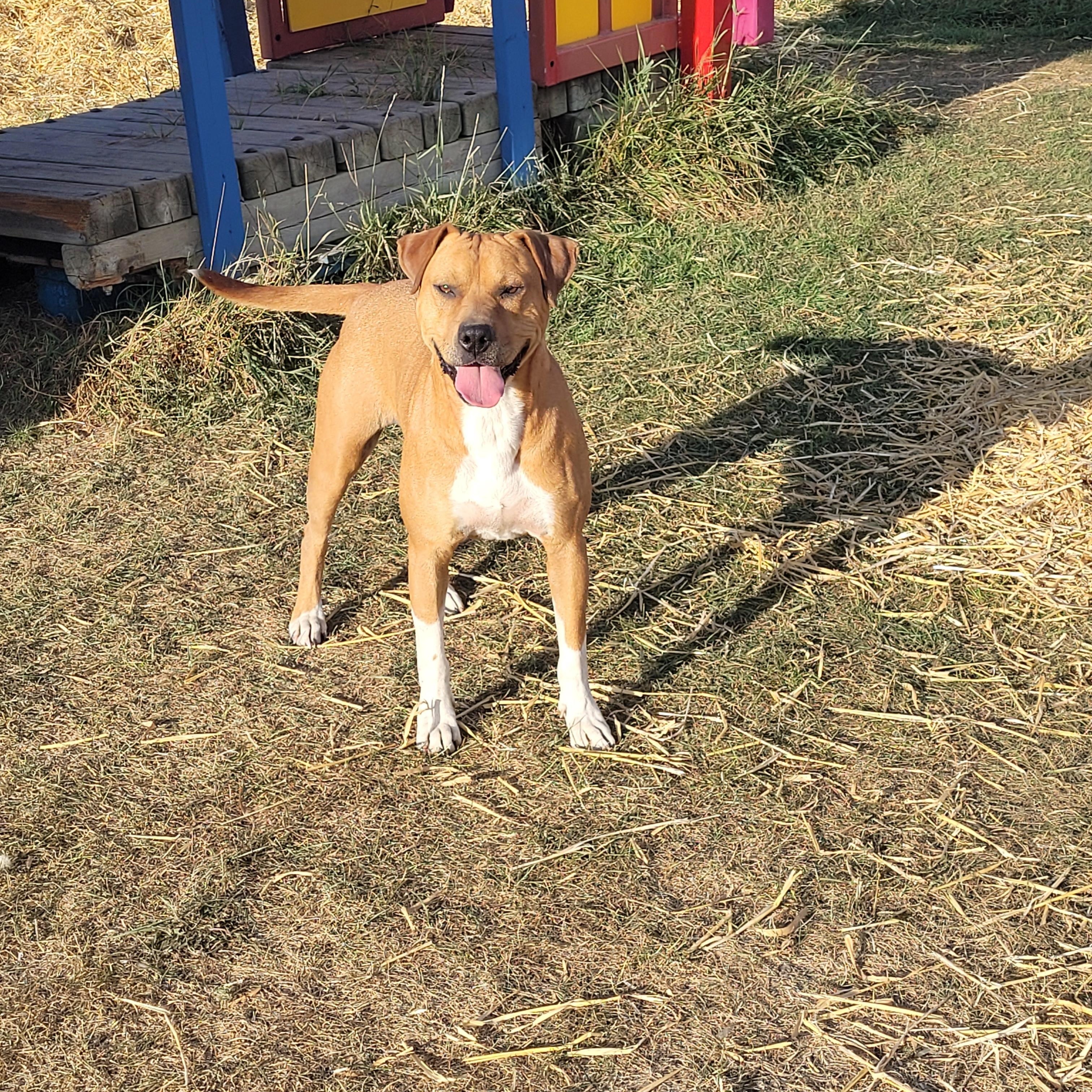 Enlarge Nala, a Adoptable mixed breed in Lacombe, AB image 3/5