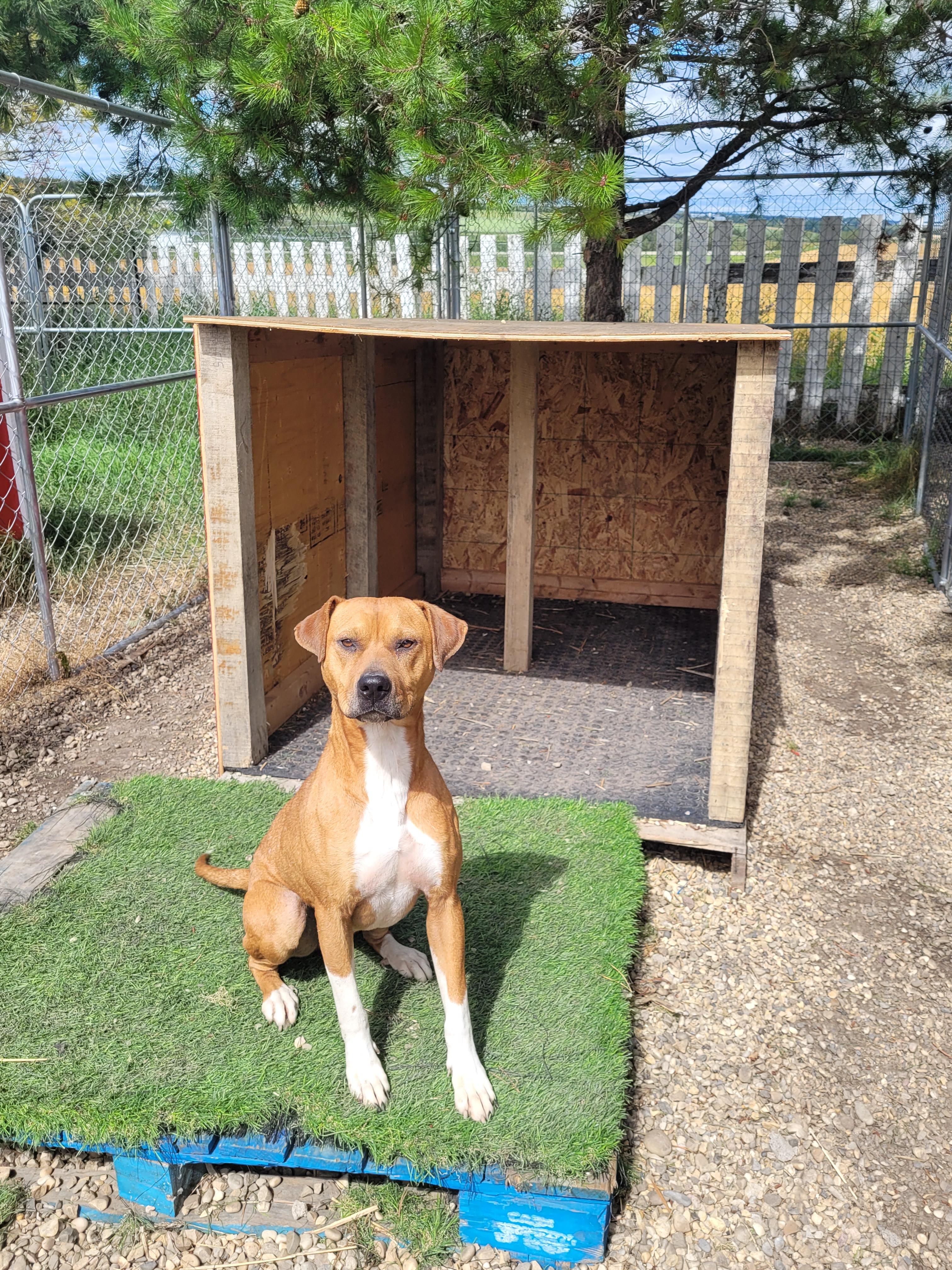 Nala, an adoptable Boxer in Lacombe, AB, T4L 1X3 | Photo Image 2