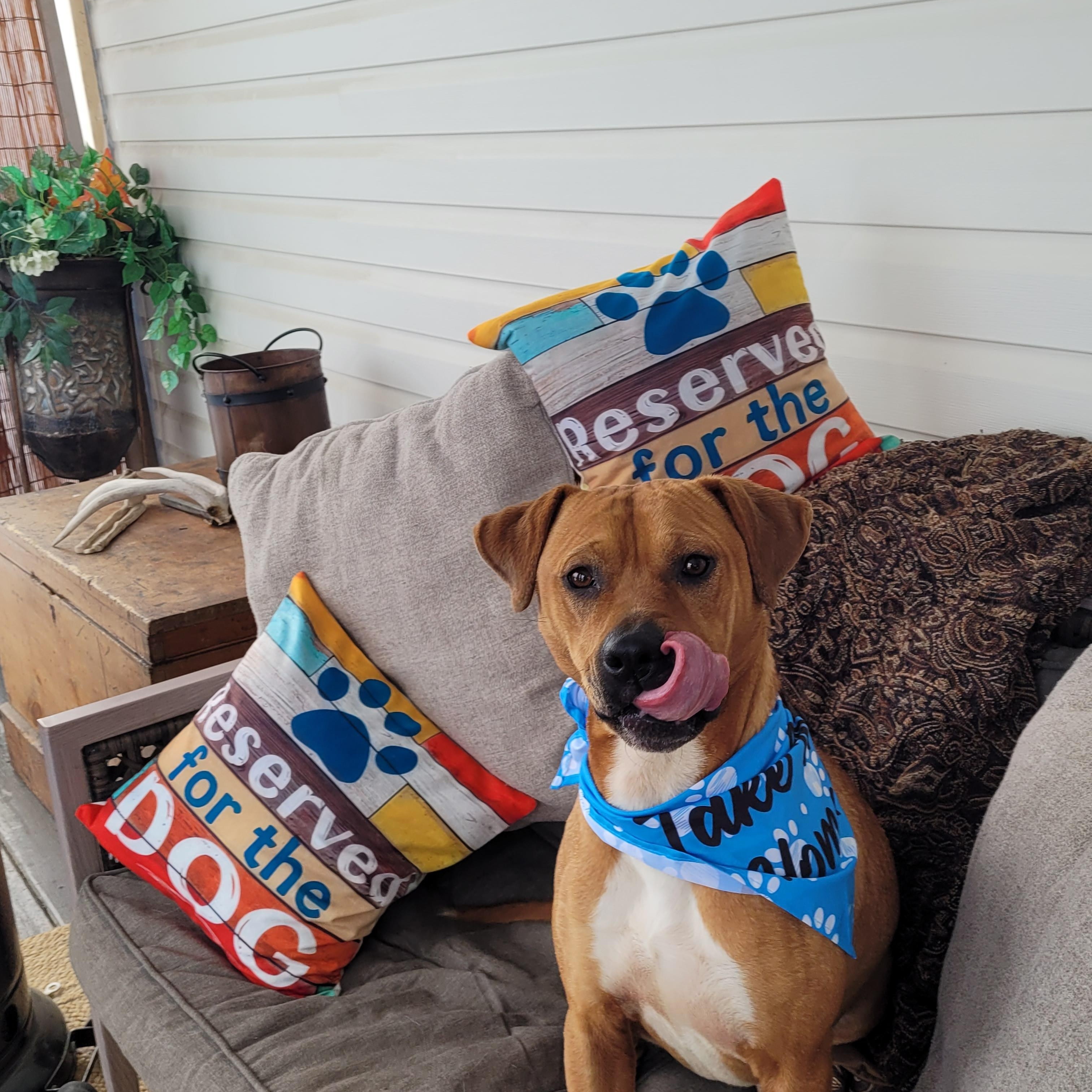 Nala, Adoptable, Adult Female Boxer.