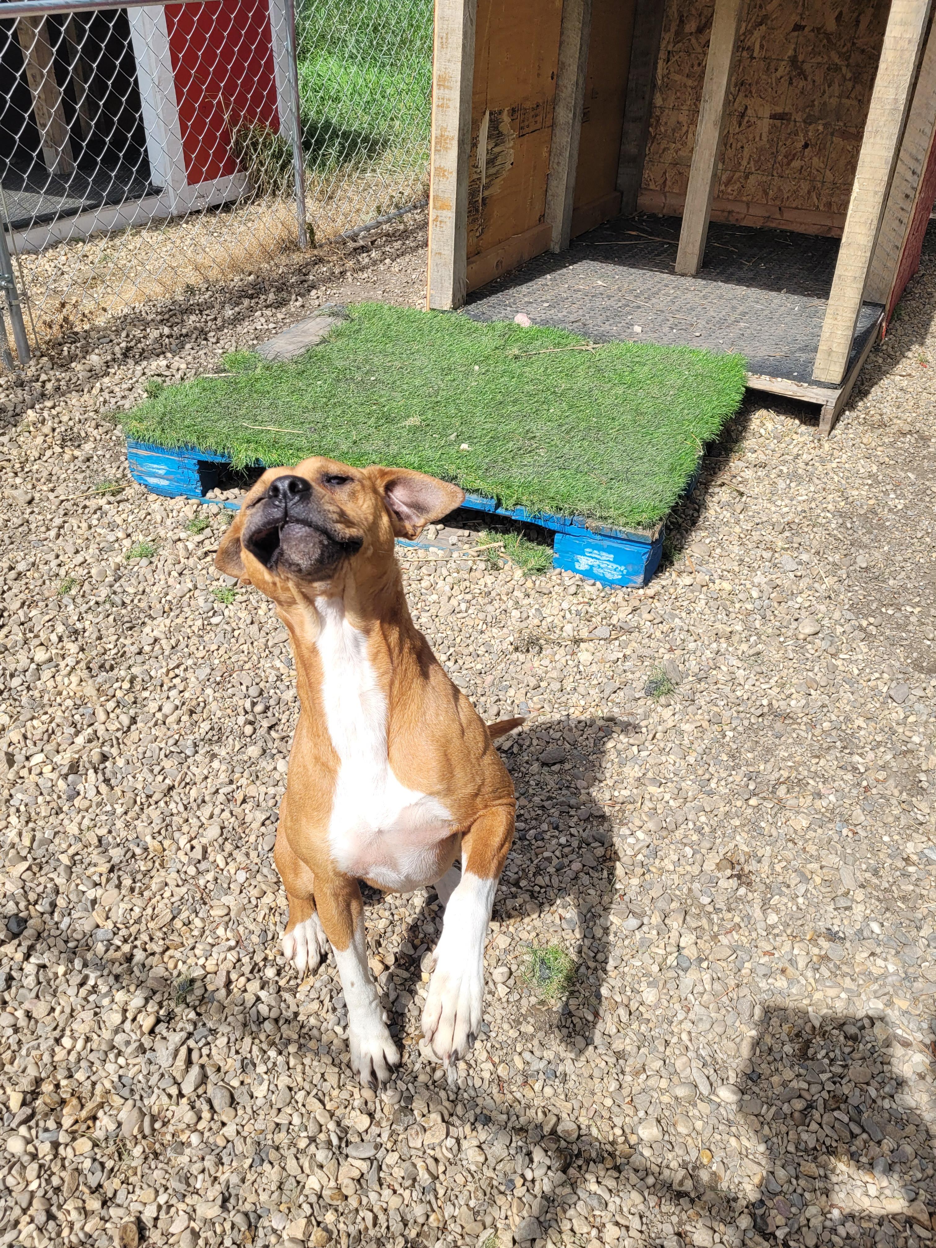 Nala, an adoptable Boxer in Lacombe, AB, T4L 1X3 | Photo Image 4