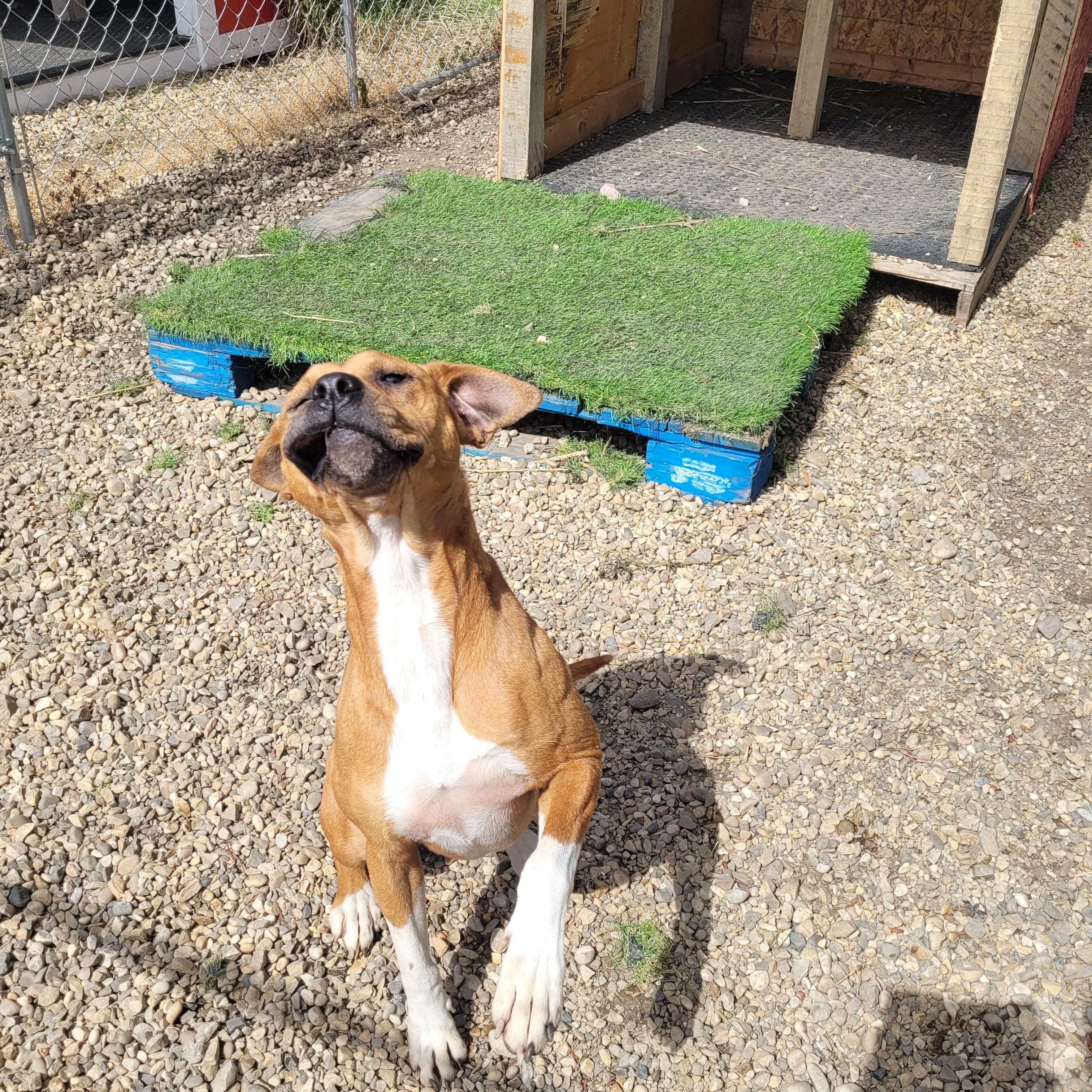 Enlarge Nala, a Adoptable mixed breed in Lacombe, AB image 4/5