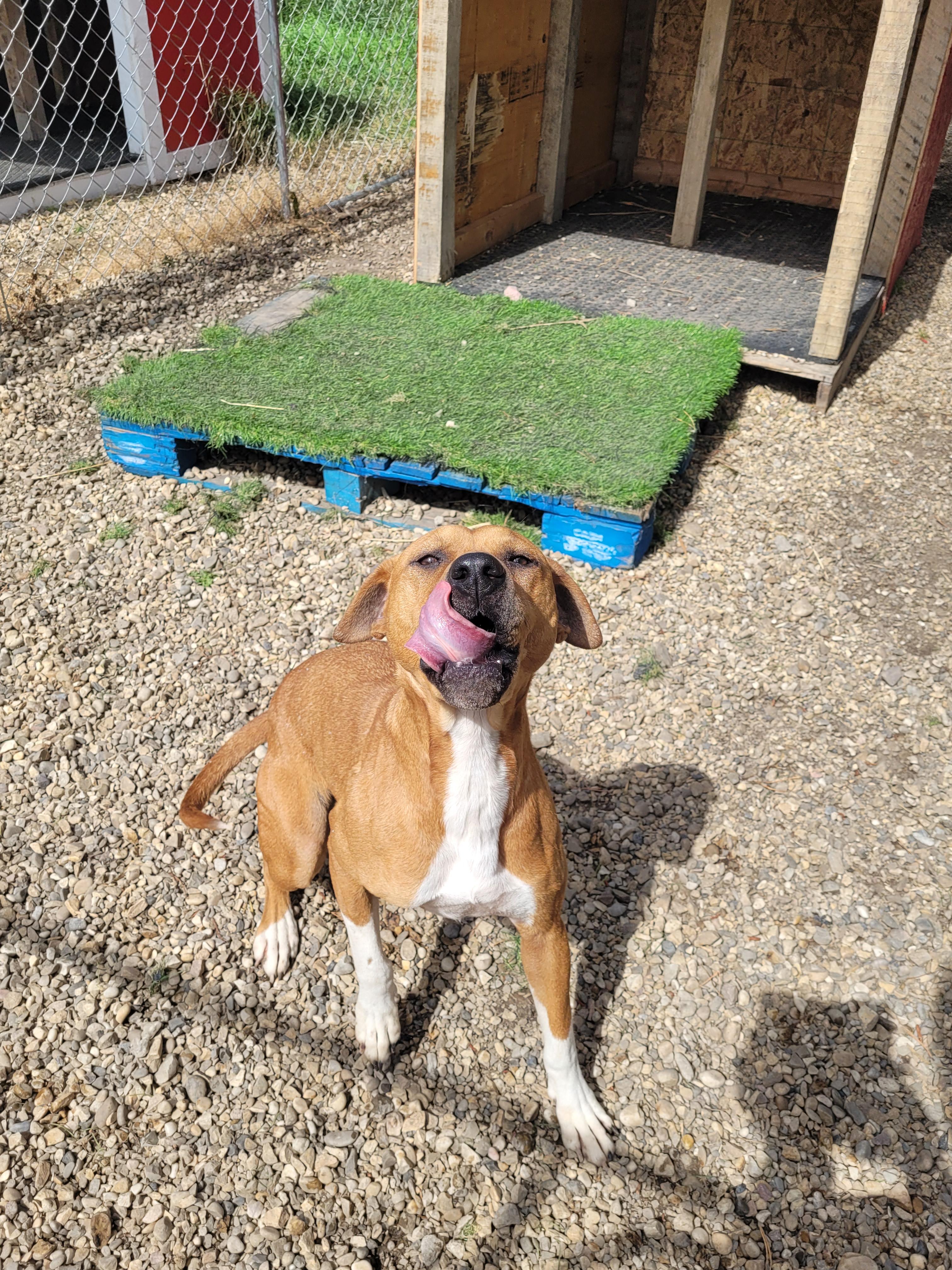 Nala, an adoptable Boxer in Lacombe, AB, T4L 1X3 | Photo Image 3
