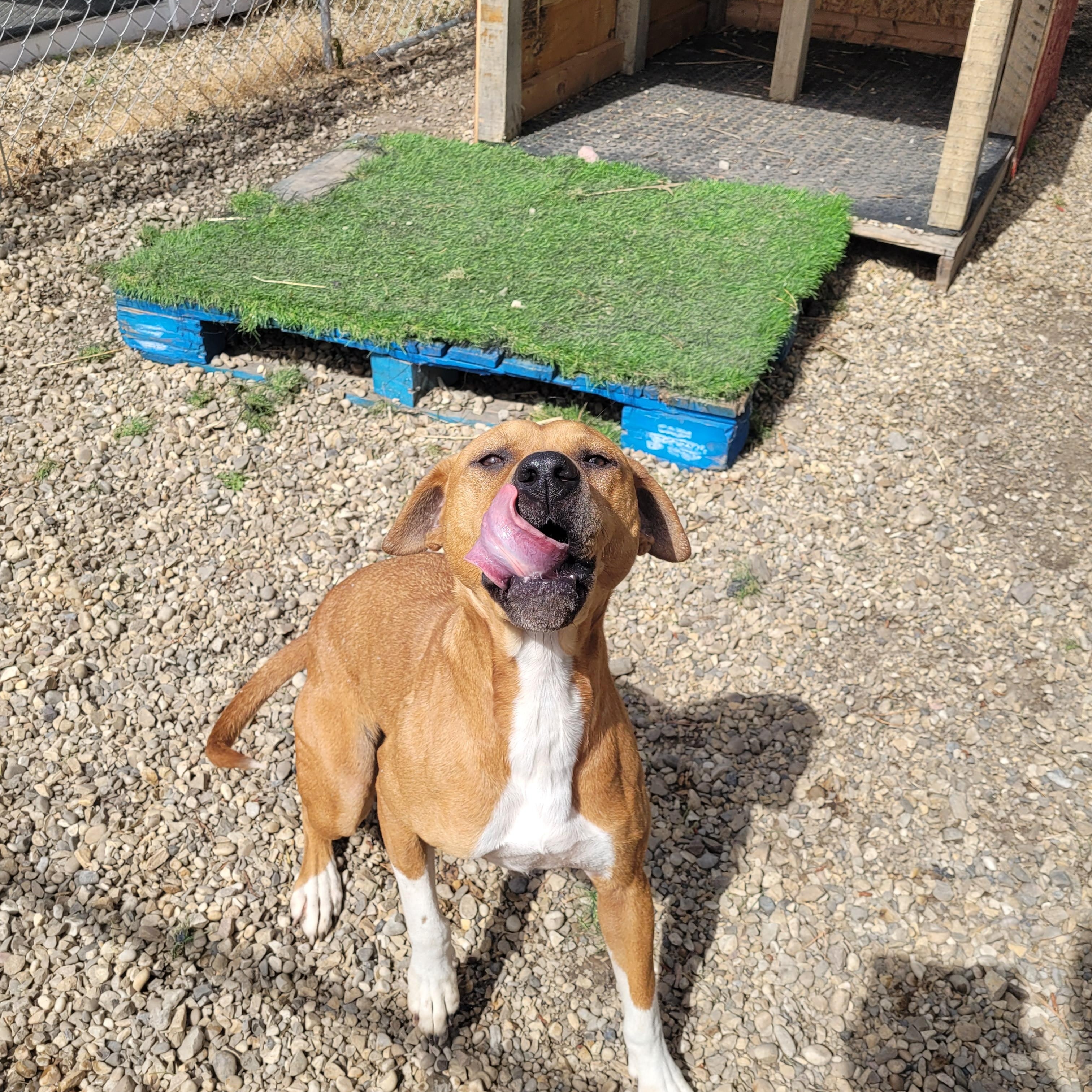 Enlarge Nala, a Adoptable mixed breed in Lacombe, AB image 5/5