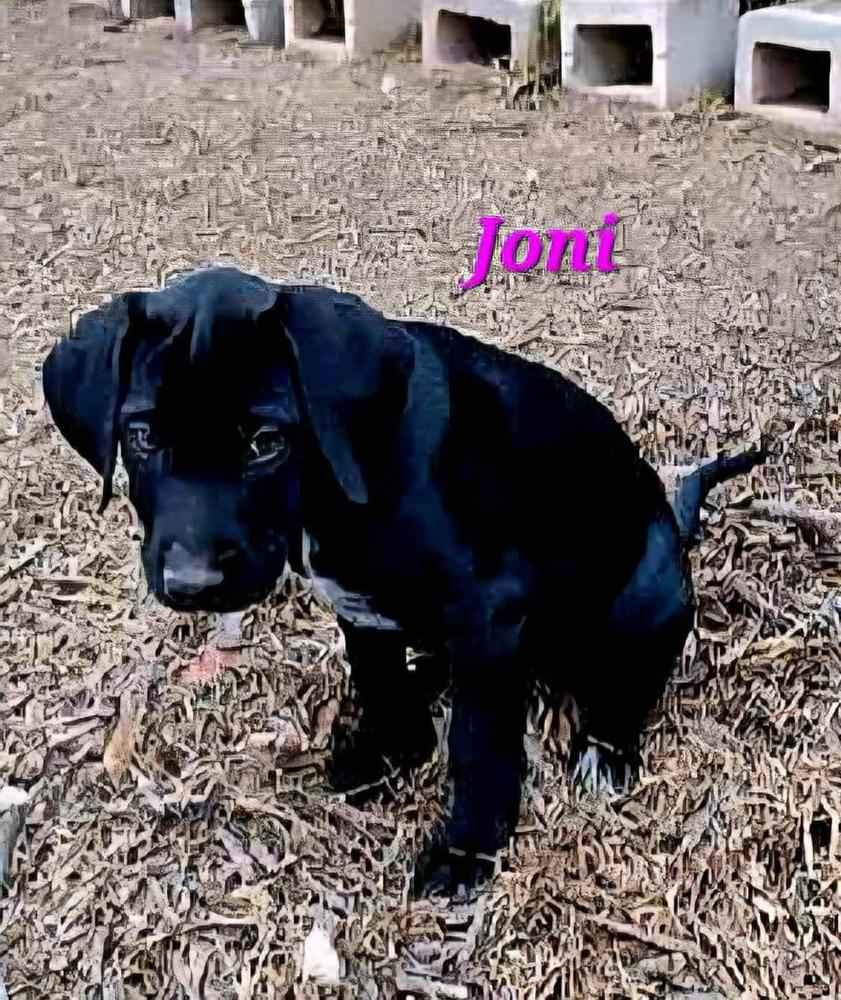Joni, Adoptable, Puppy Female Labrador Retriever & Hound.