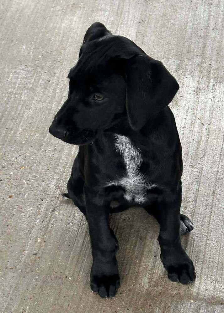 Enlarge Joni, a Adoptable mixed breed in Norfolk, MA image 2/2