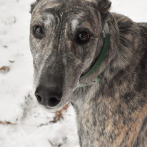 OYA WILLE MAKIT, Adopted, Adult Male Greyhound.
