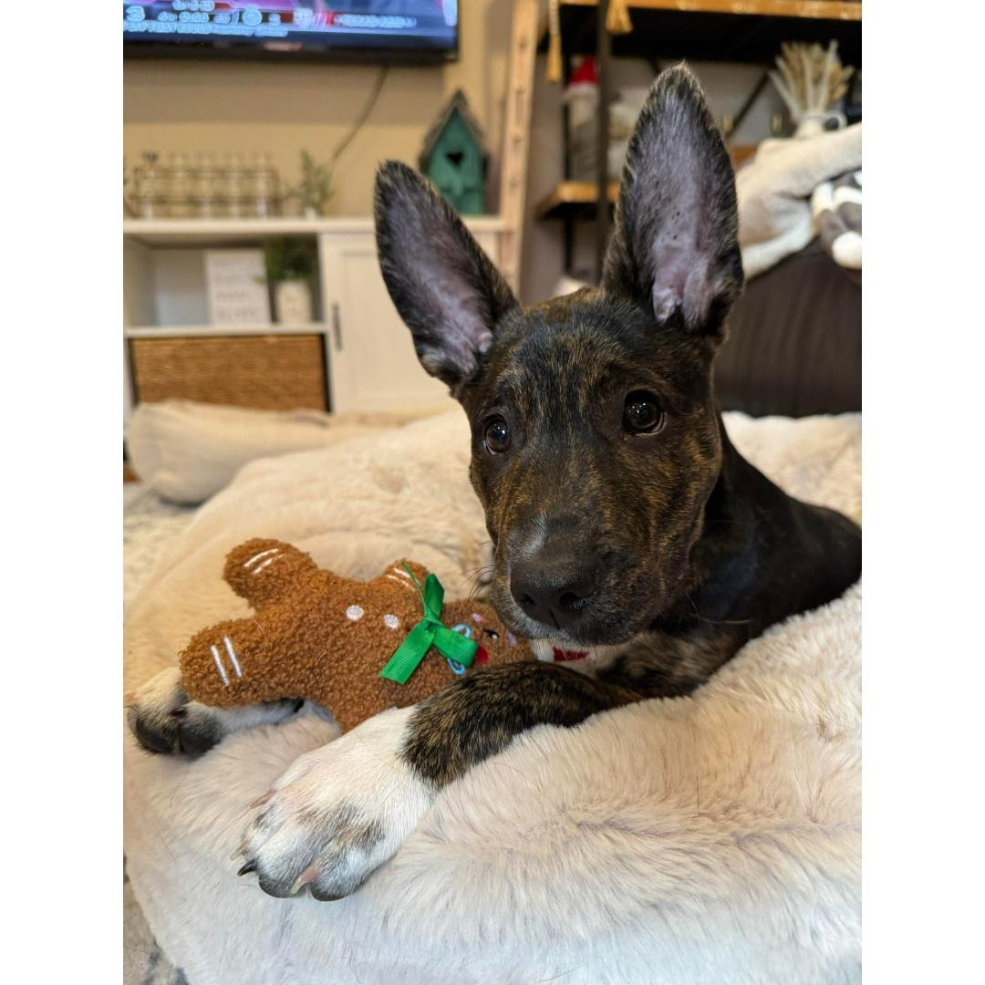 Enlarge BETTY, a Adoptable mixed breed in Morgan Hill, CA image 1/6