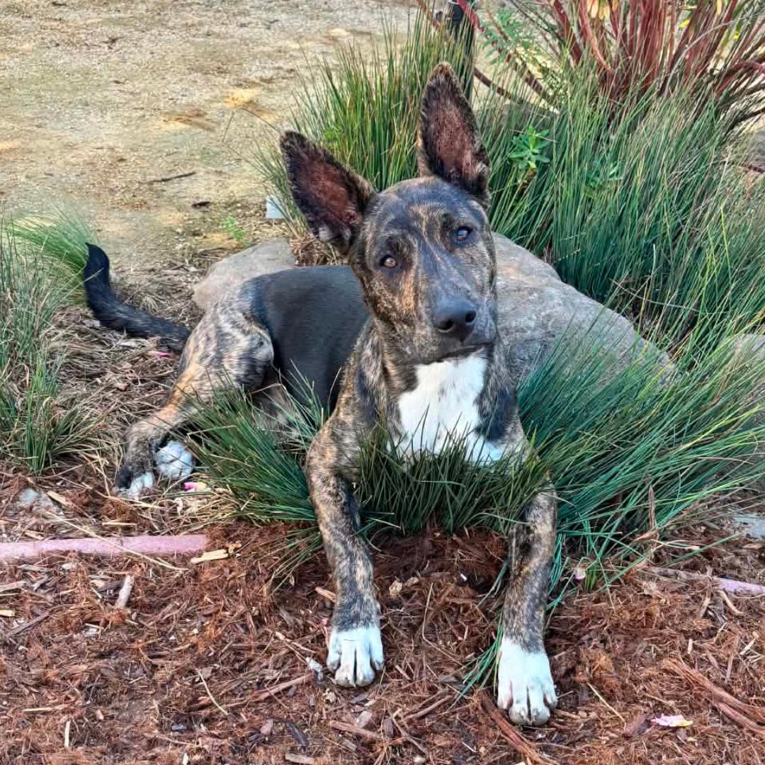 BETTY, Adoptable, Young Female German Shepherd Dog & American Staffordshire Terrier.