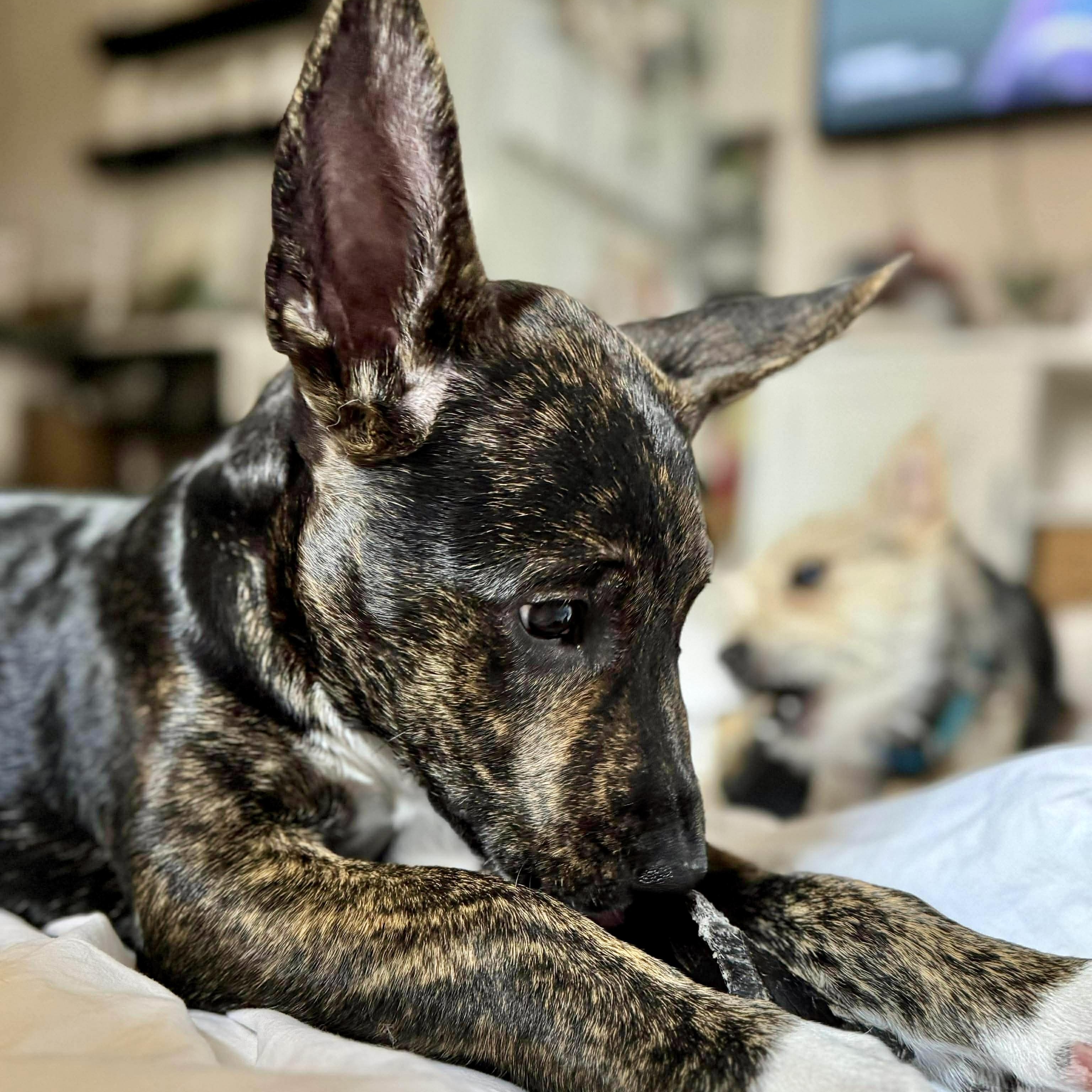 Enlarge BETTY, a Adoptable mixed breed in Morgan Hill, CA image 6/6