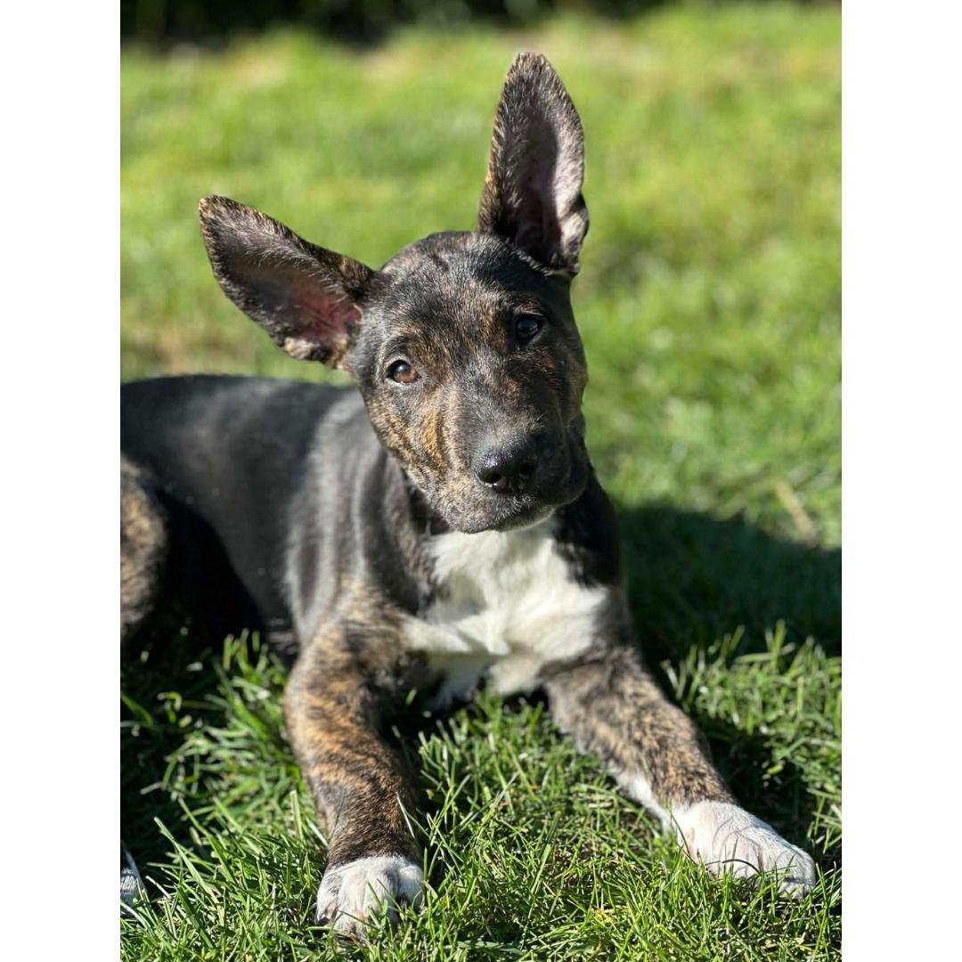 Enlarge BETTY, a Adoptable mixed breed in Morgan Hill, CA image 3/6